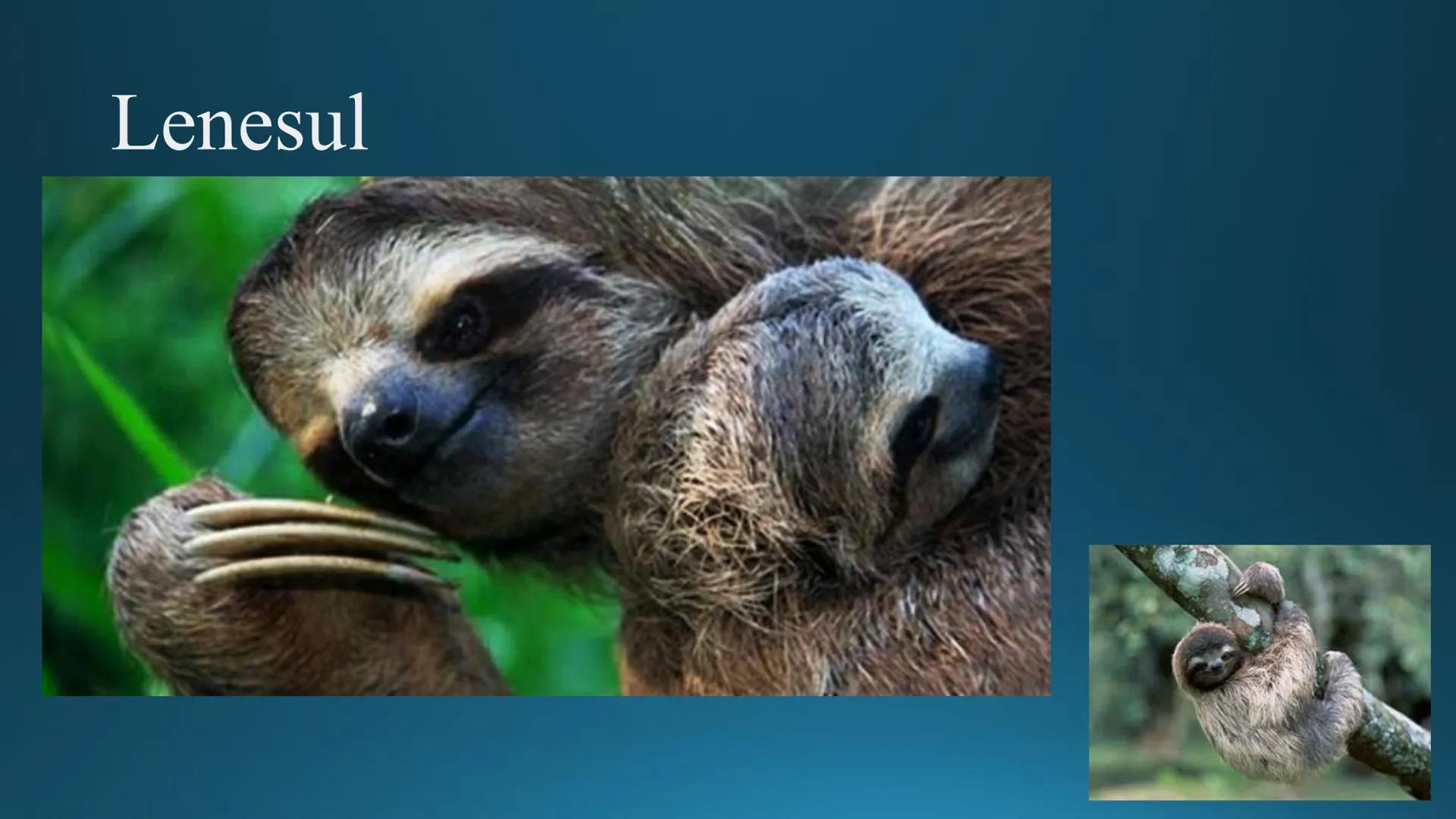 # Tipuri de medii # Mediile zonei calde
# 1. MEDIUL ECUATORIAL
Padurea ecuatoriala # Localizare
* Latitudinal, intre 5-5 grade latitudi