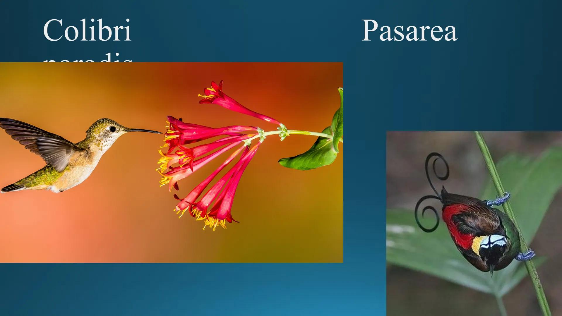 # Tipuri de medii # Mediile zonei calde
# 1. MEDIUL ECUATORIAL
Padurea ecuatoriala # Localizare
* Latitudinal, intre 5-5 grade latitudi