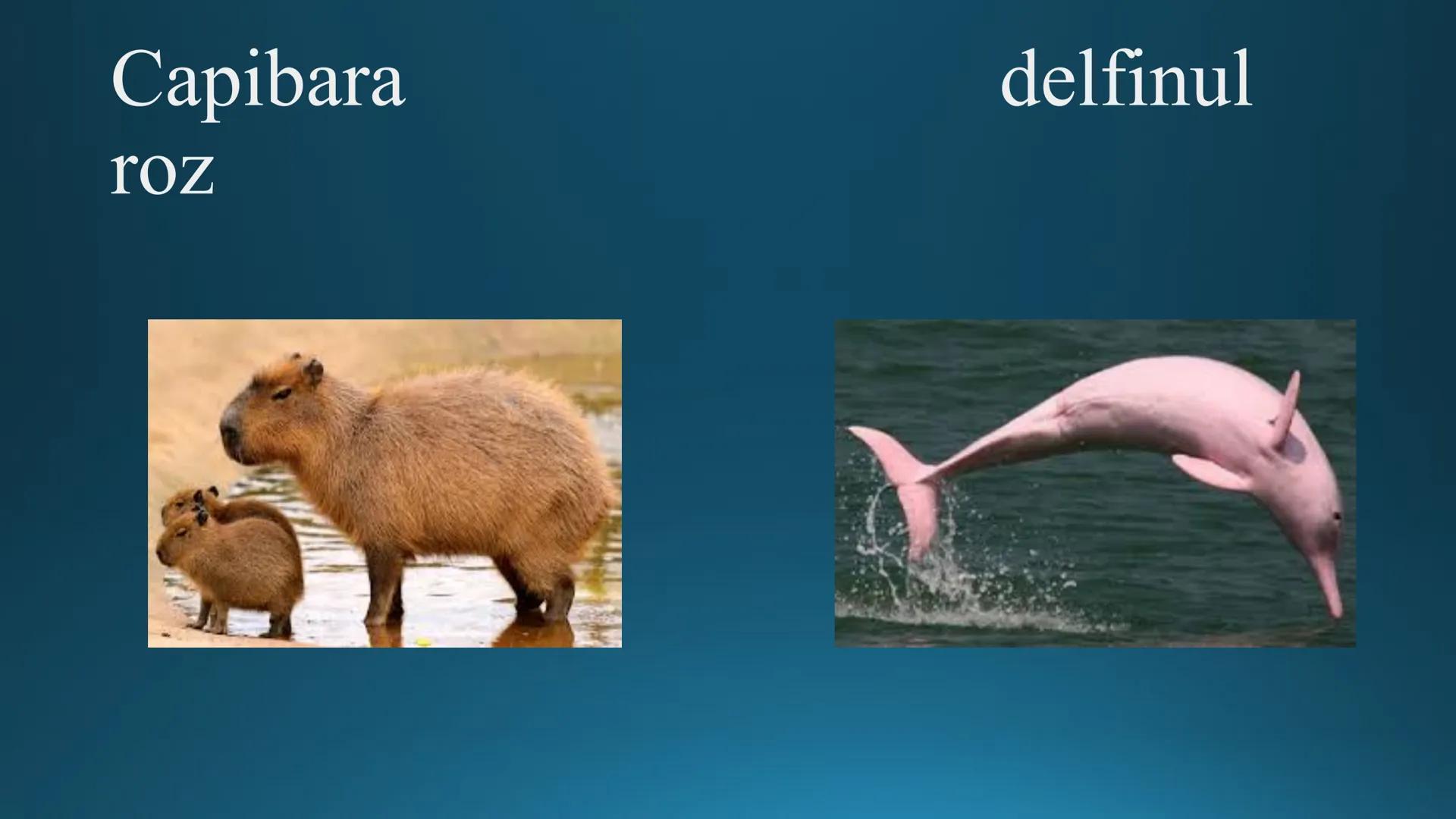 # Tipuri de medii # Mediile zonei calde
# 1. MEDIUL ECUATORIAL
Padurea ecuatoriala # Localizare
* Latitudinal, intre 5-5 grade latitudi