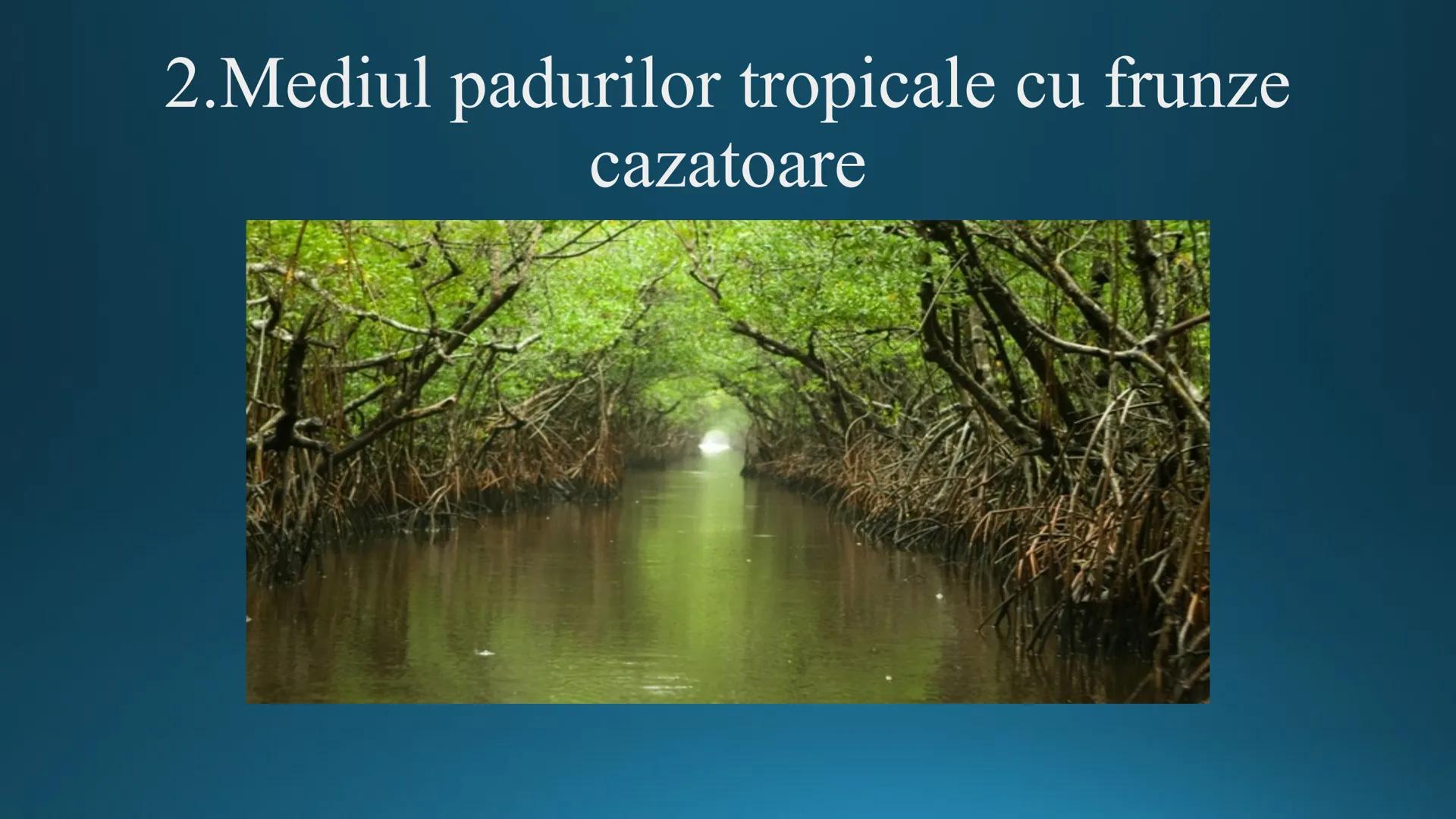 # Tipuri de medii # Mediile zonei calde
# 1. MEDIUL ECUATORIAL
Padurea ecuatoriala # Localizare
* Latitudinal, intre 5-5 grade latitudi