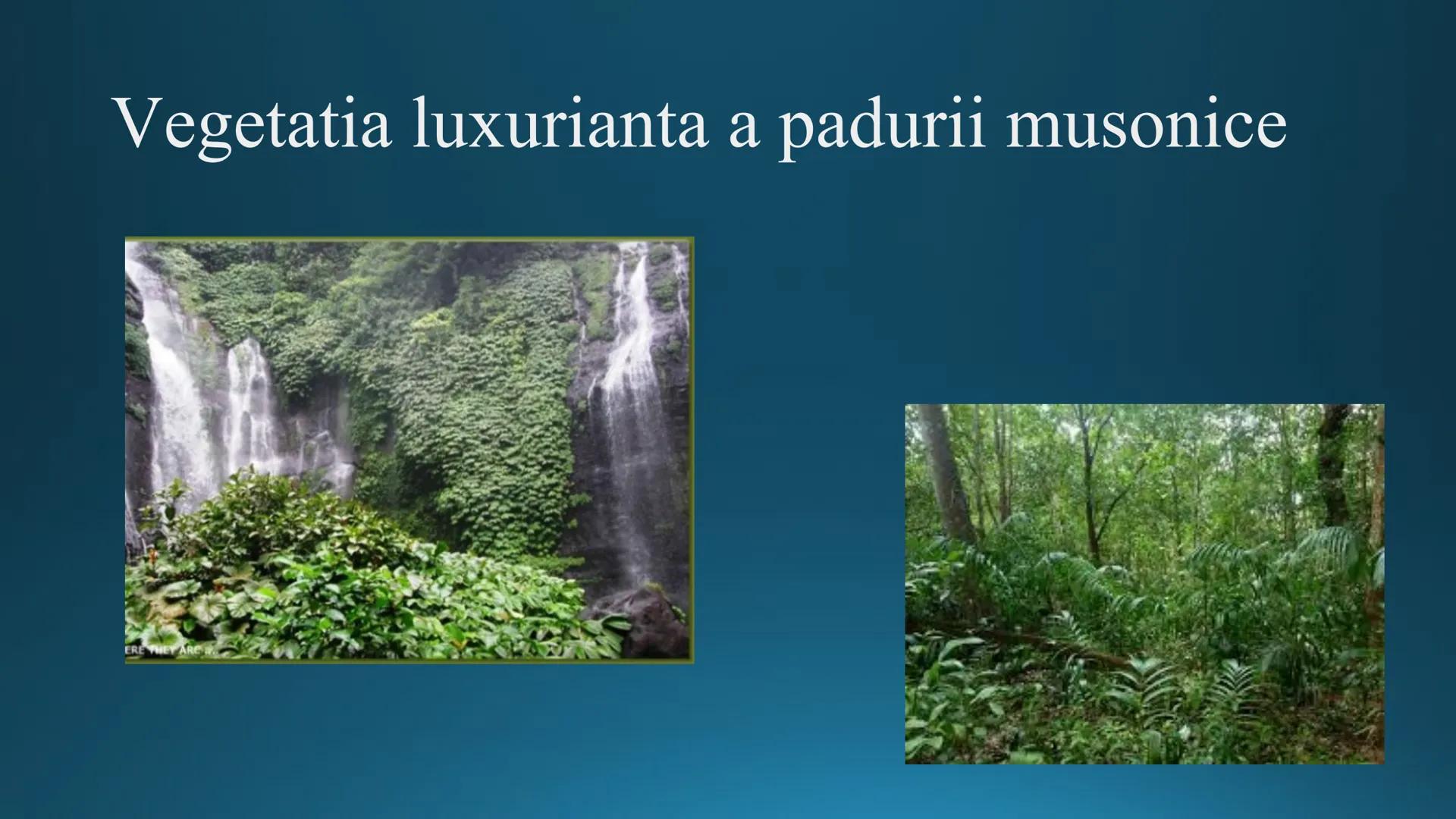 # Tipuri de medii # Mediile zonei calde
# 1. MEDIUL ECUATORIAL
Padurea ecuatoriala # Localizare
* Latitudinal, intre 5-5 grade latitudi