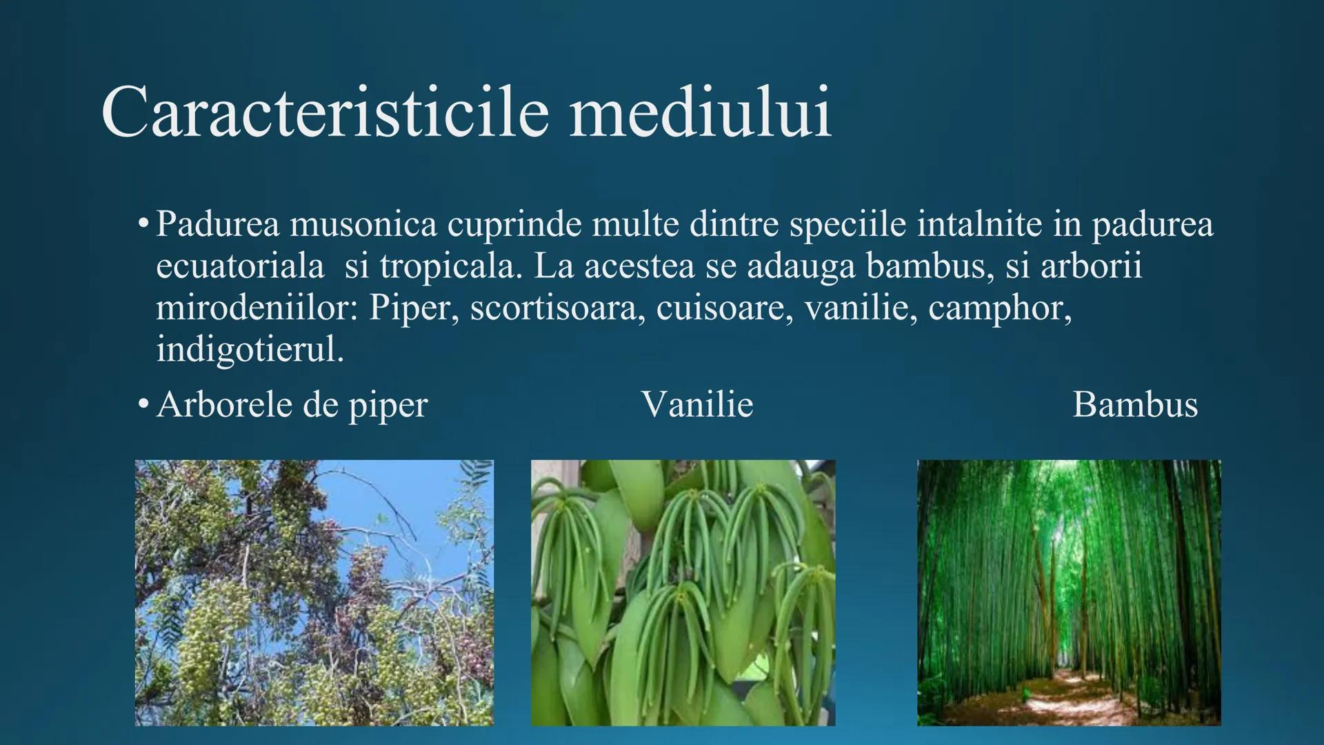 # Tipuri de medii # Mediile zonei calde
# 1. MEDIUL ECUATORIAL
Padurea ecuatoriala # Localizare
* Latitudinal, intre 5-5 grade latitudi