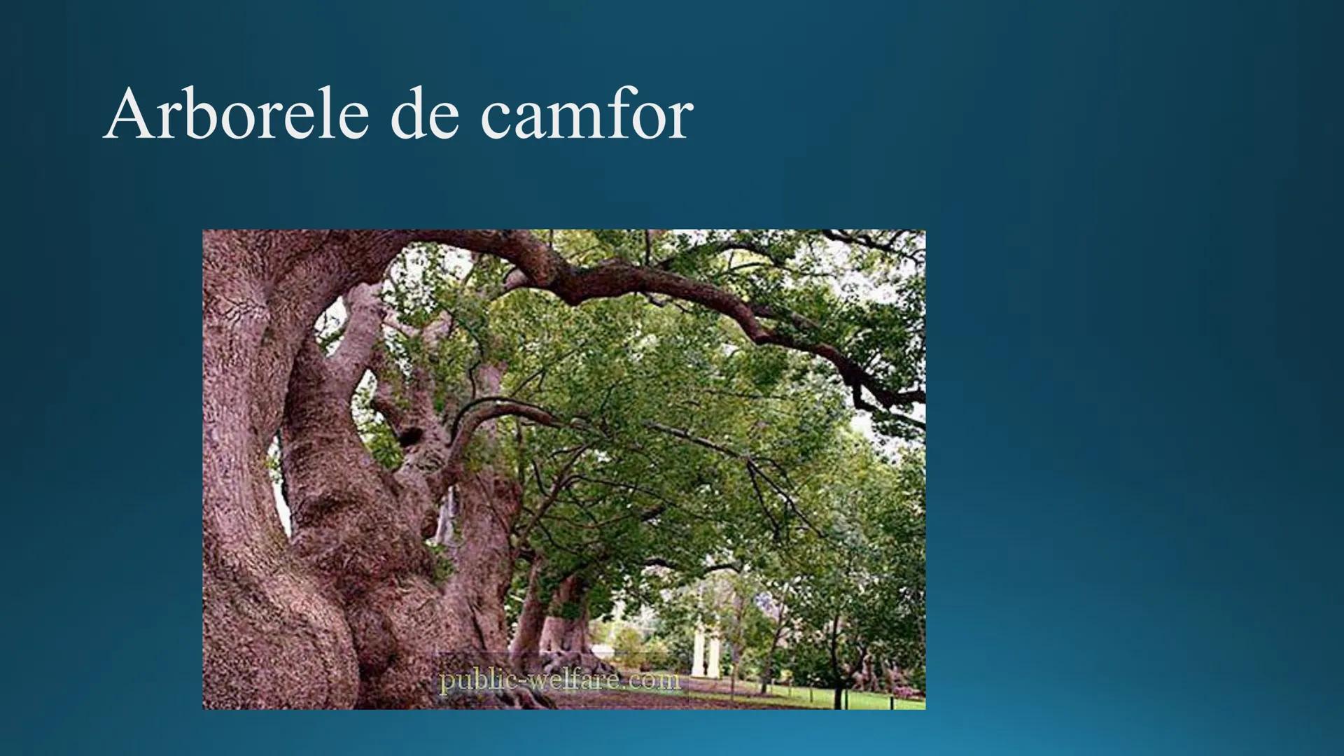 # Tipuri de medii # Mediile zonei calde
# 1. MEDIUL ECUATORIAL
Padurea ecuatoriala # Localizare
* Latitudinal, intre 5-5 grade latitudi