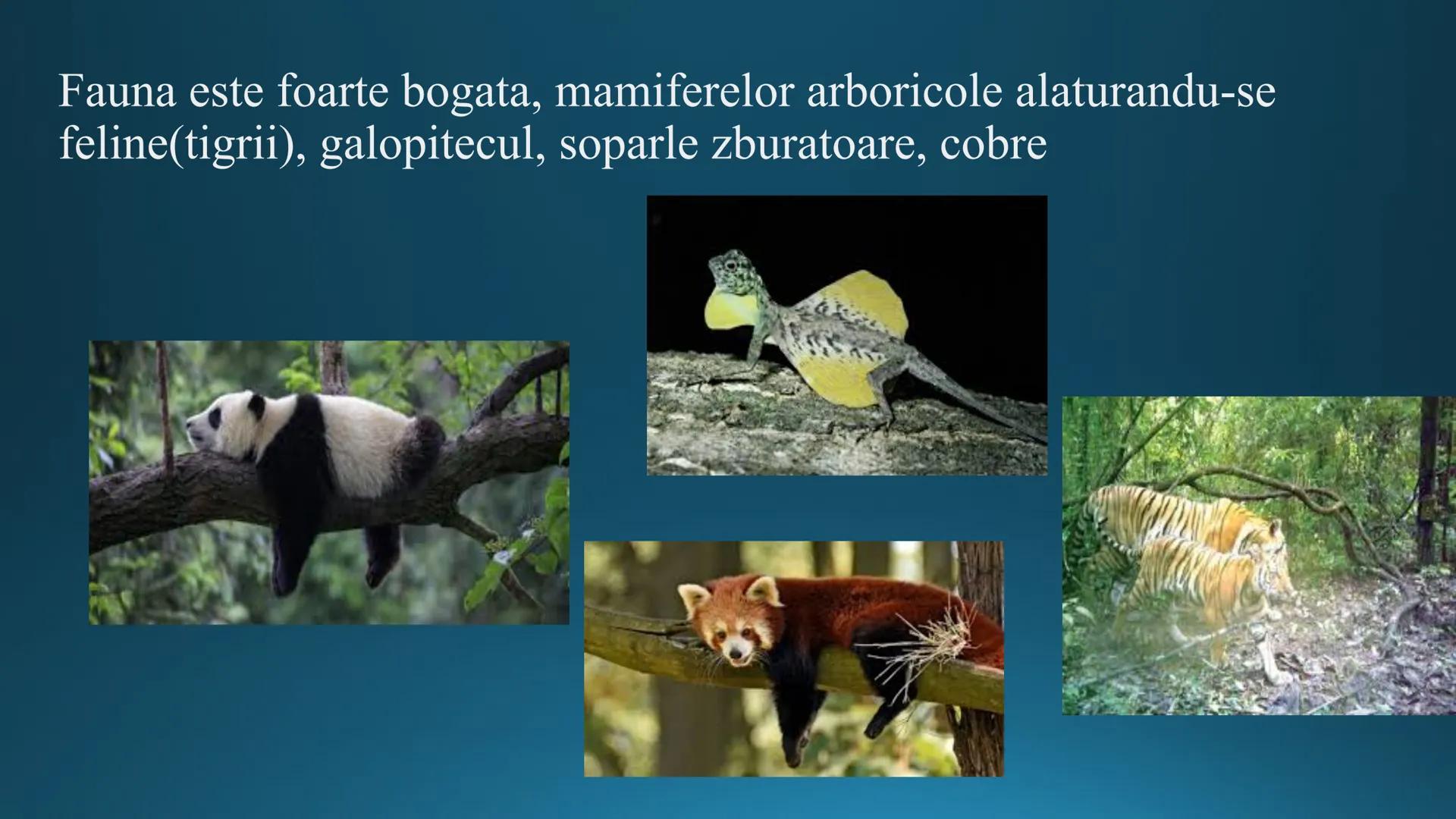 # Tipuri de medii # Mediile zonei calde
# 1. MEDIUL ECUATORIAL
Padurea ecuatoriala # Localizare
* Latitudinal, intre 5-5 grade latitudi