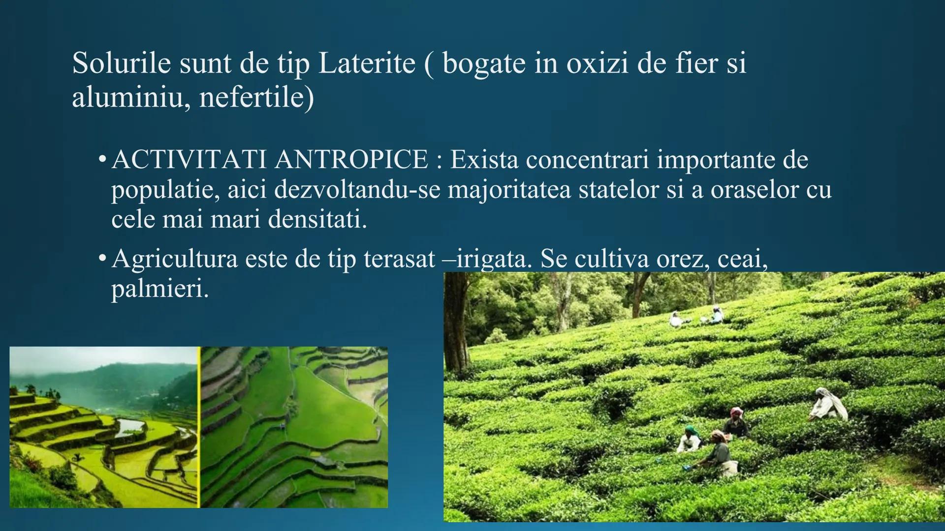 # Tipuri de medii # Mediile zonei calde
# 1. MEDIUL ECUATORIAL
Padurea ecuatoriala # Localizare
* Latitudinal, intre 5-5 grade latitudi
