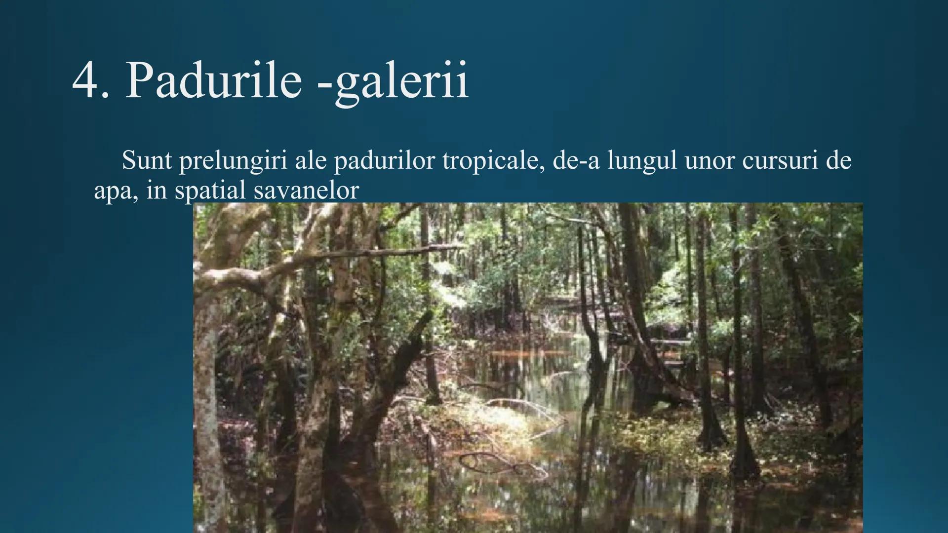 # Tipuri de medii # Mediile zonei calde
# 1. MEDIUL ECUATORIAL
Padurea ecuatoriala # Localizare
* Latitudinal, intre 5-5 grade latitudi