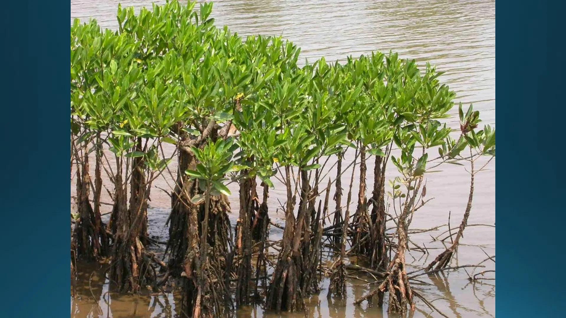 # Tipuri de medii # Mediile zonei calde
# 1. MEDIUL ECUATORIAL
Padurea ecuatoriala # Localizare
* Latitudinal, intre 5-5 grade latitudi