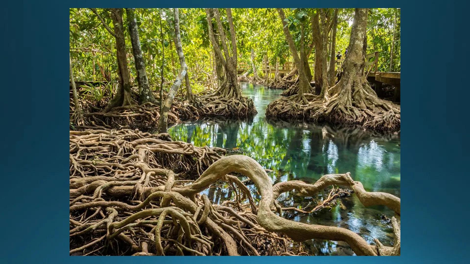 # Tipuri de medii # Mediile zonei calde
# 1. MEDIUL ECUATORIAL
Padurea ecuatoriala # Localizare
* Latitudinal, intre 5-5 grade latitudi