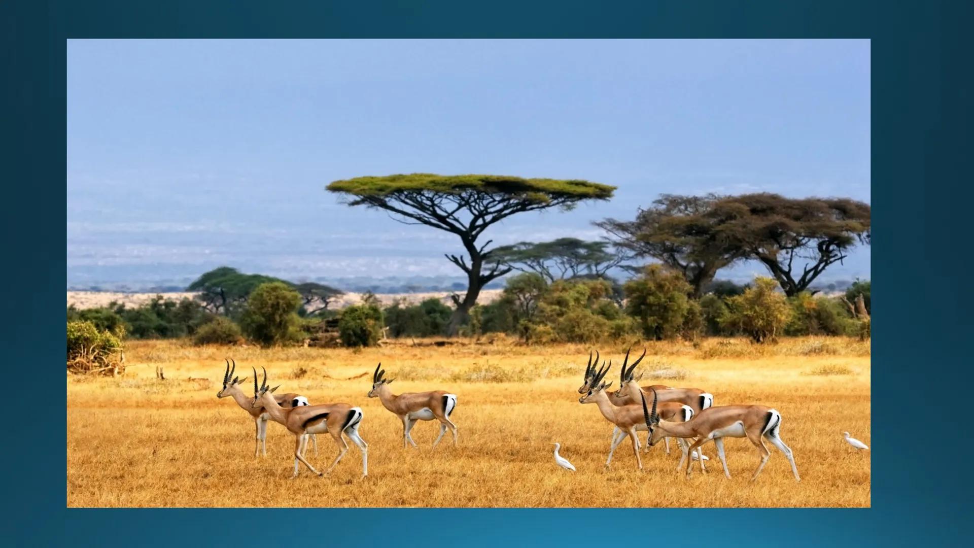 # Tipuri de medii # Mediile zonei calde
# 1. MEDIUL ECUATORIAL
Padurea ecuatoriala # Localizare
* Latitudinal, intre 5-5 grade latitudi