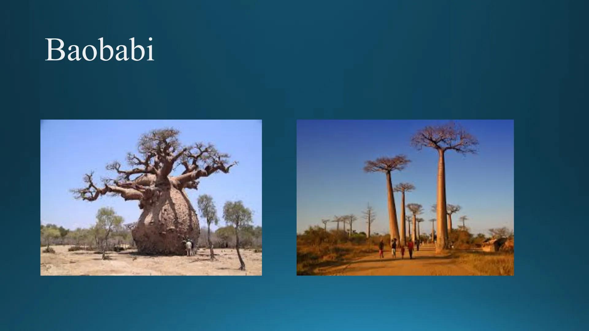 # Tipuri de medii # Mediile zonei calde
# 1. MEDIUL ECUATORIAL
Padurea ecuatoriala # Localizare
* Latitudinal, intre 5-5 grade latitudi