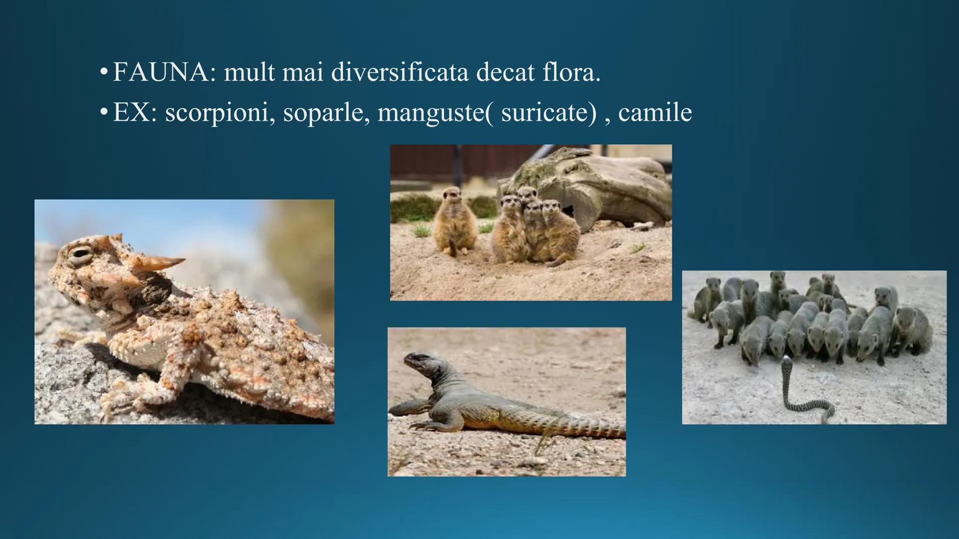 # Tipuri de medii # Mediile zonei calde
# 1. MEDIUL ECUATORIAL
Padurea ecuatoriala # Localizare
* Latitudinal, intre 5-5 grade latitudi