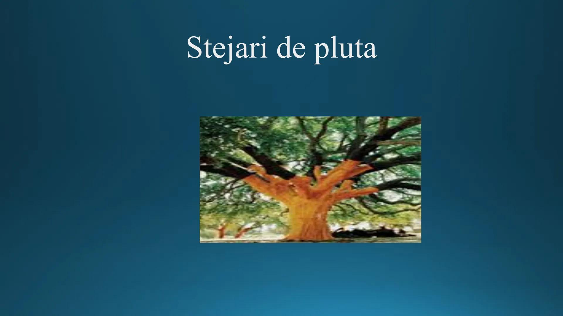 # Tipuri de medii # Mediile zonei calde
# 1. MEDIUL ECUATORIAL
Padurea ecuatoriala # Localizare
* Latitudinal, intre 5-5 grade latitudi