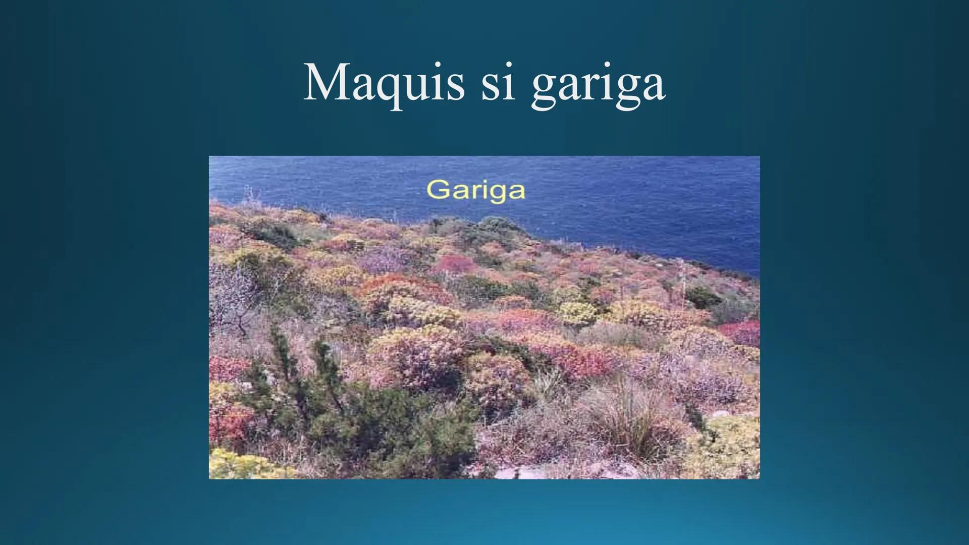 # Tipuri de medii # Mediile zonei calde
# 1. MEDIUL ECUATORIAL
Padurea ecuatoriala # Localizare
* Latitudinal, intre 5-5 grade latitudi