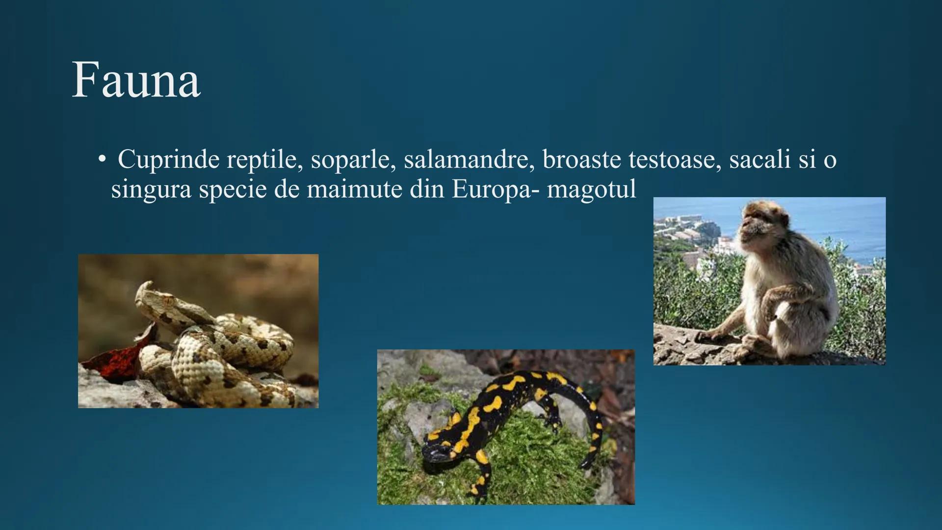 # Tipuri de medii # Mediile zonei calde
# 1. MEDIUL ECUATORIAL
Padurea ecuatoriala # Localizare
* Latitudinal, intre 5-5 grade latitudi