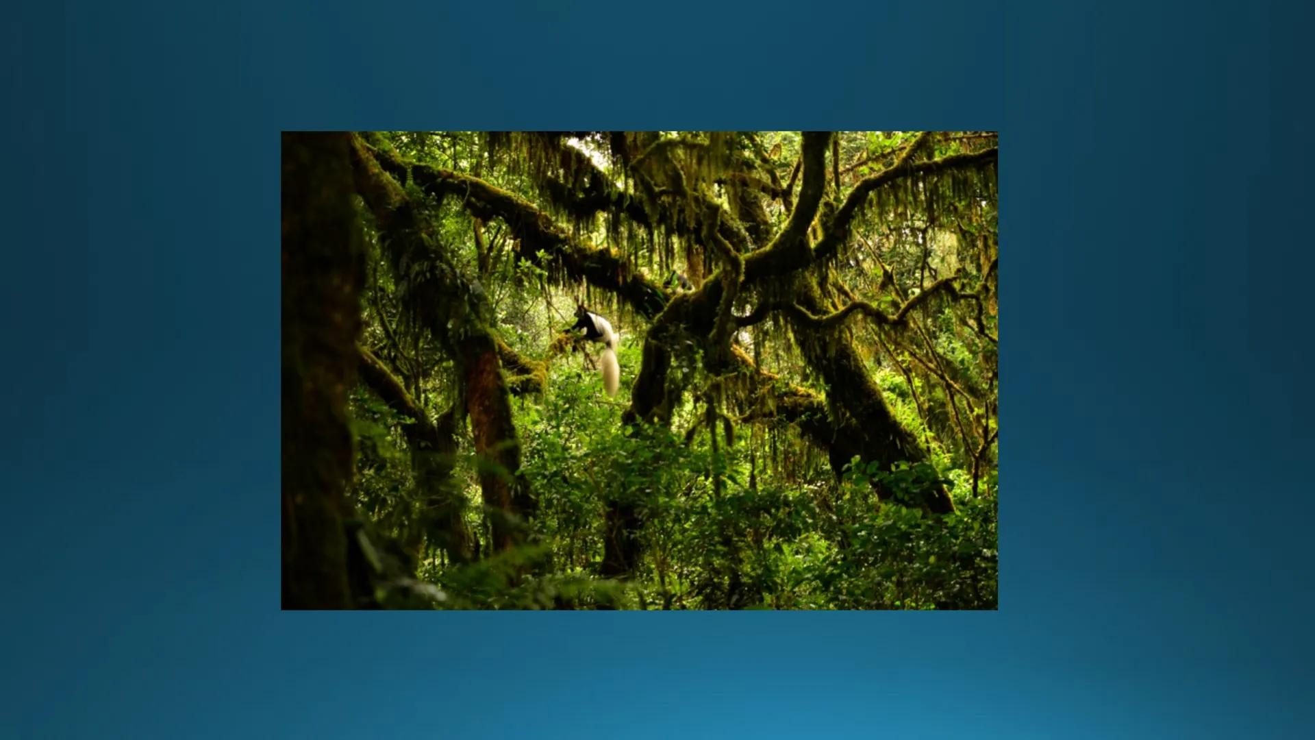 # Tipuri de medii # Mediile zonei calde
# 1. MEDIUL ECUATORIAL
Padurea ecuatoriala # Localizare
* Latitudinal, intre 5-5 grade latitudi