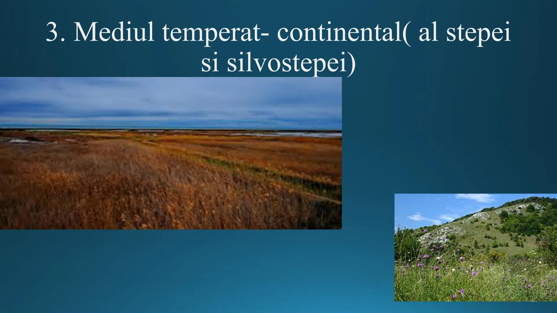 # Tipuri de medii # Mediile zonei calde
# 1. MEDIUL ECUATORIAL
Padurea ecuatoriala # Localizare
* Latitudinal, intre 5-5 grade latitudi