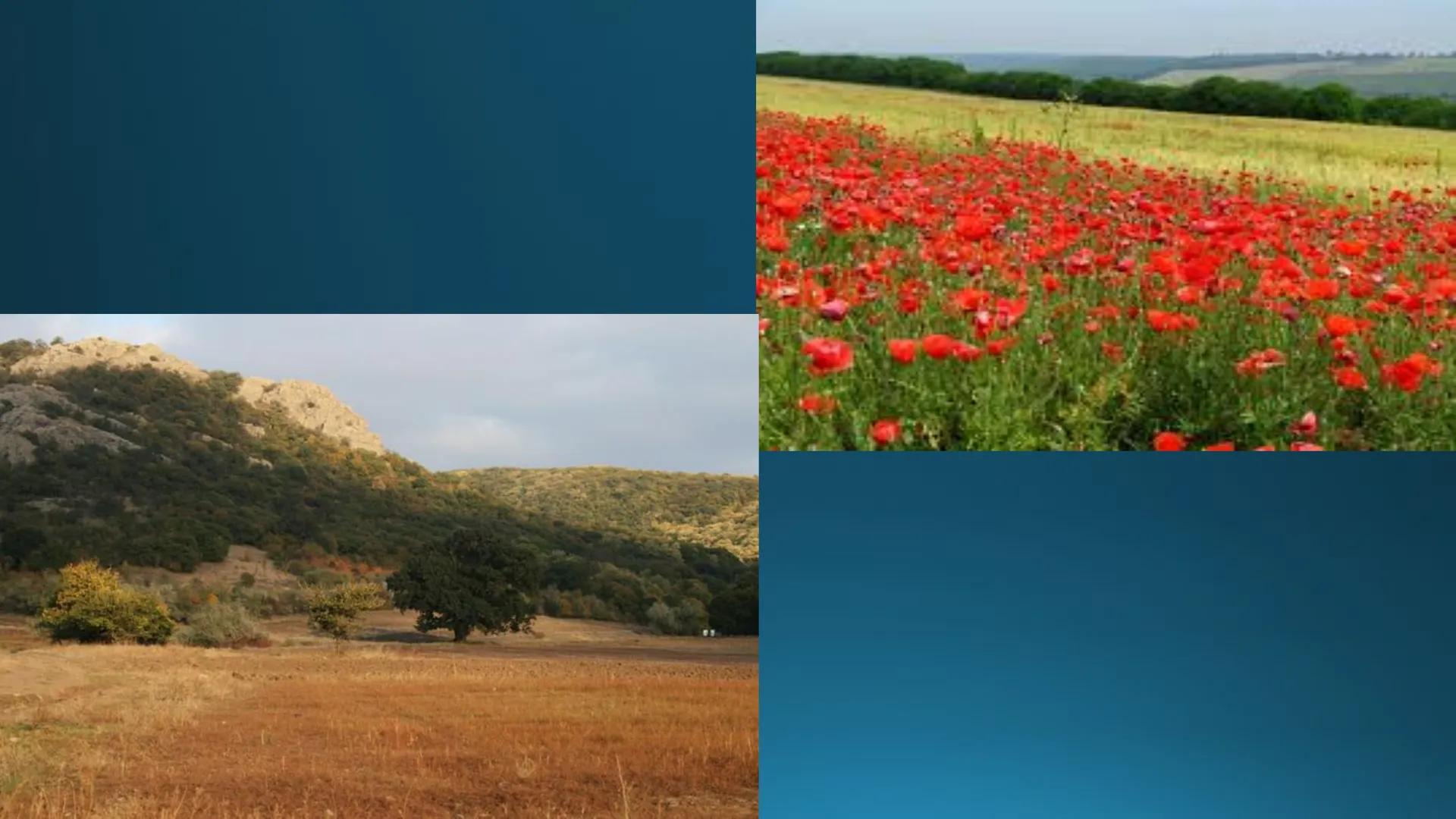 # Tipuri de medii # Mediile zonei calde
# 1. MEDIUL ECUATORIAL
Padurea ecuatoriala # Localizare
* Latitudinal, intre 5-5 grade latitudi