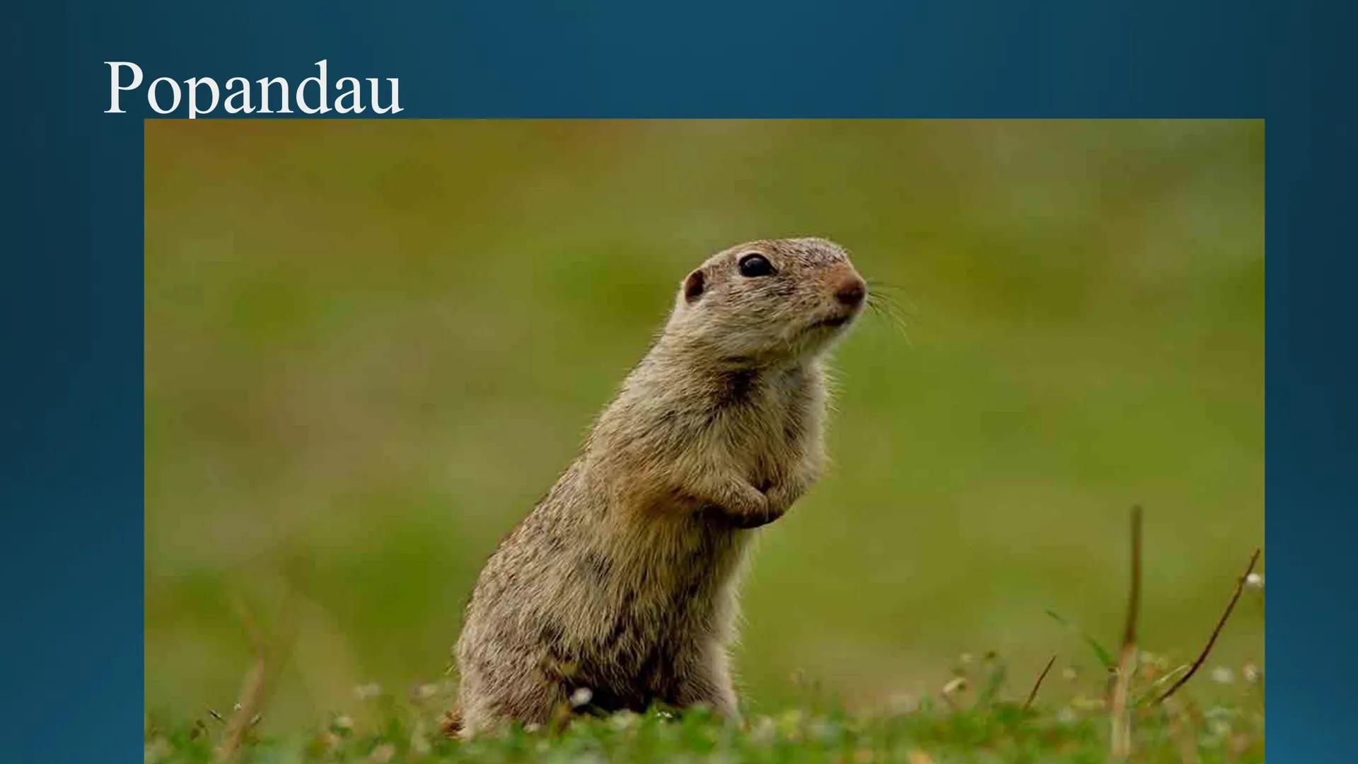 # Tipuri de medii # Mediile zonei calde
# 1. MEDIUL ECUATORIAL
Padurea ecuatoriala # Localizare
* Latitudinal, intre 5-5 grade latitudi