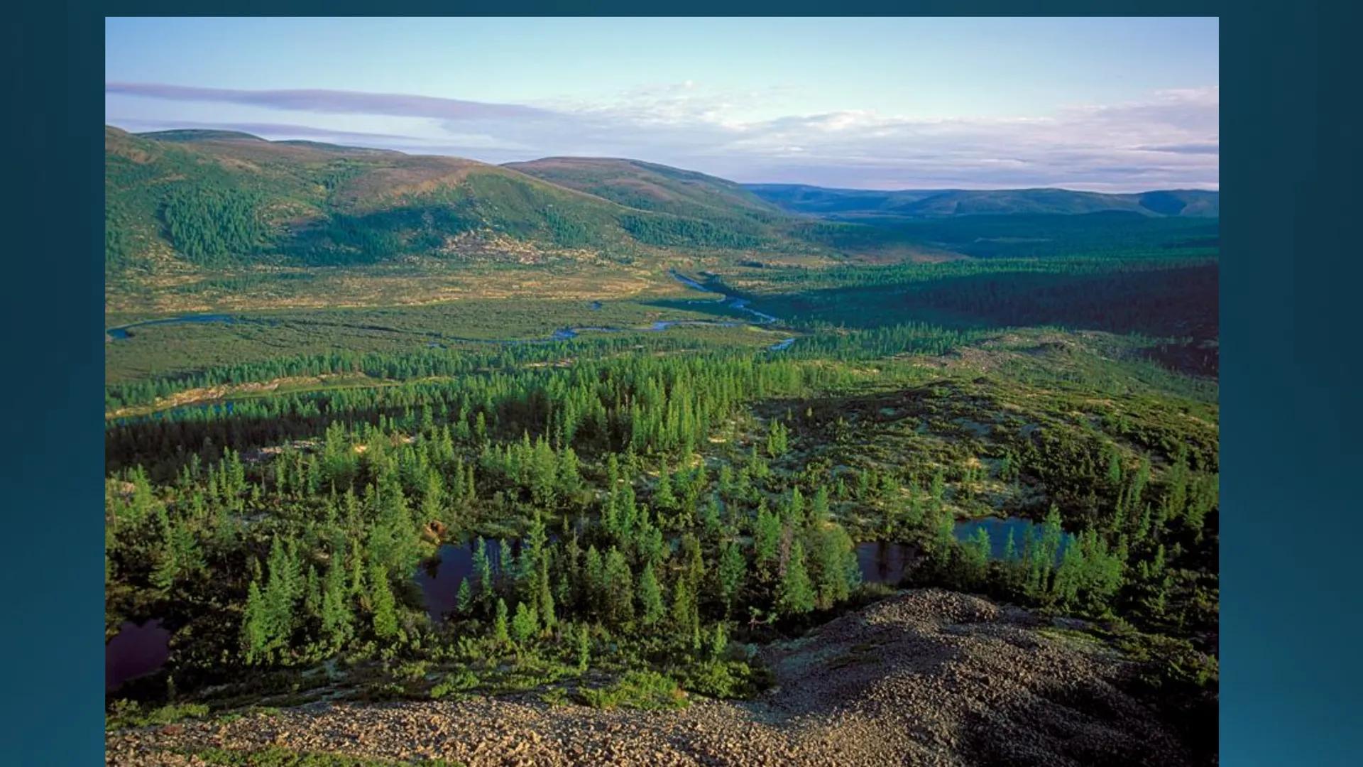 # Tipuri de medii # Mediile zonei calde
# 1. MEDIUL ECUATORIAL
Padurea ecuatoriala # Localizare
* Latitudinal, intre 5-5 grade latitudi