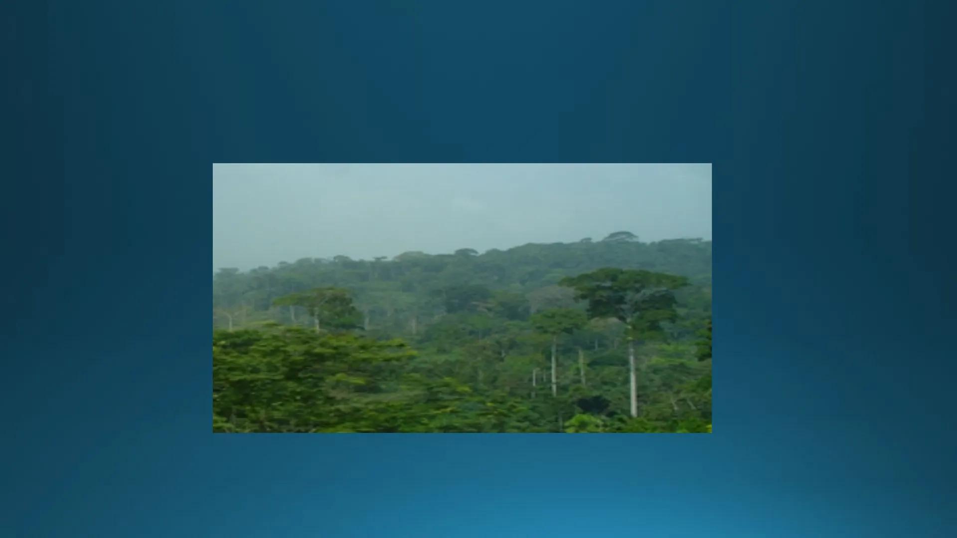 # Tipuri de medii # Mediile zonei calde
# 1. MEDIUL ECUATORIAL
Padurea ecuatoriala # Localizare
* Latitudinal, intre 5-5 grade latitudi