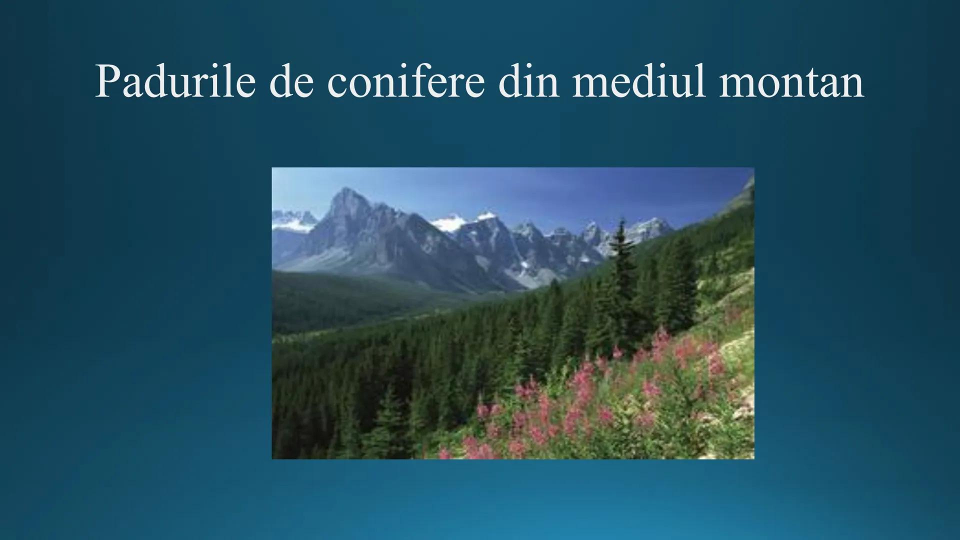 # Tipuri de medii # Mediile zonei calde
# 1. MEDIUL ECUATORIAL
Padurea ecuatoriala # Localizare
* Latitudinal, intre 5-5 grade latitudi