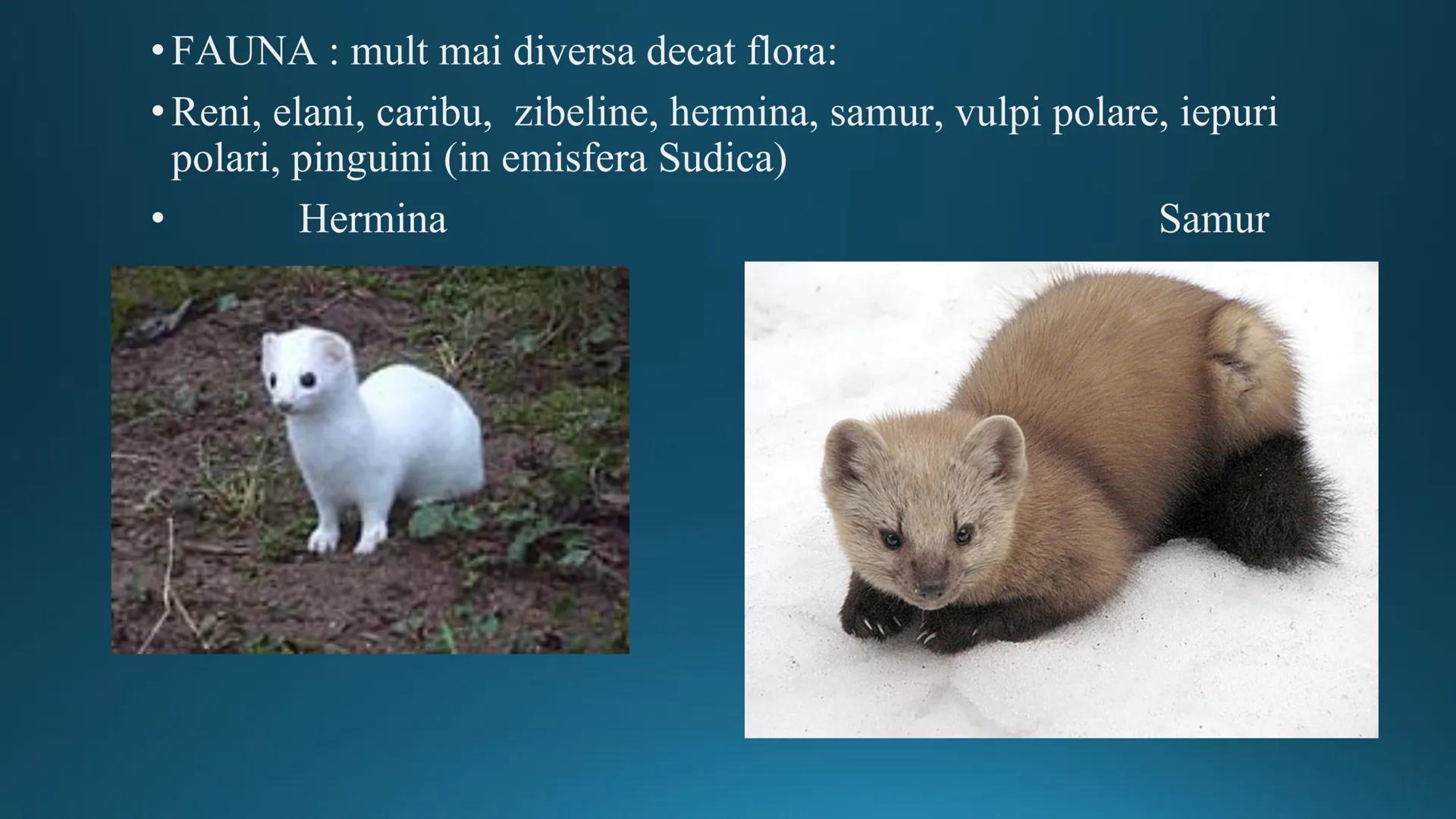 # Tipuri de medii # Mediile zonei calde
# 1. MEDIUL ECUATORIAL
Padurea ecuatoriala # Localizare
* Latitudinal, intre 5-5 grade latitudi