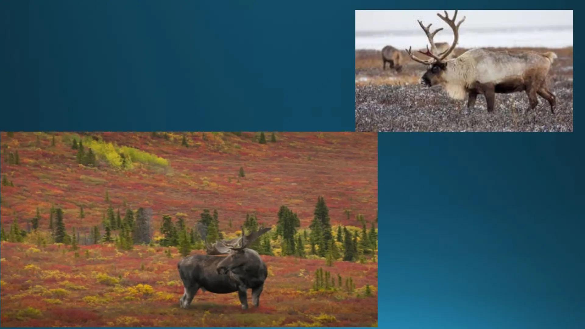 # Tipuri de medii # Mediile zonei calde
# 1. MEDIUL ECUATORIAL
Padurea ecuatoriala # Localizare
* Latitudinal, intre 5-5 grade latitudi