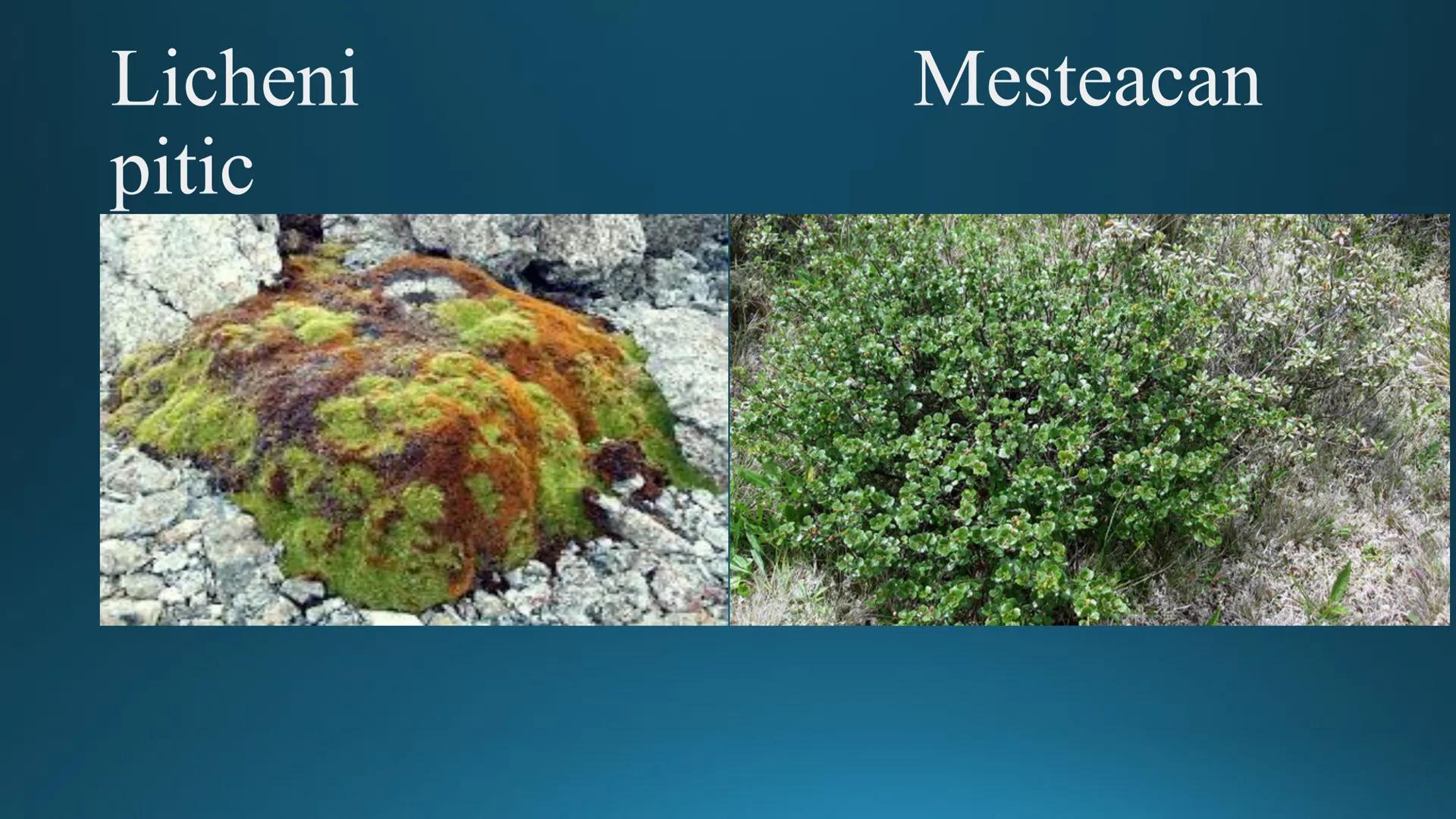 # Tipuri de medii # Mediile zonei calde
# 1. MEDIUL ECUATORIAL
Padurea ecuatoriala # Localizare
* Latitudinal, intre 5-5 grade latitudi