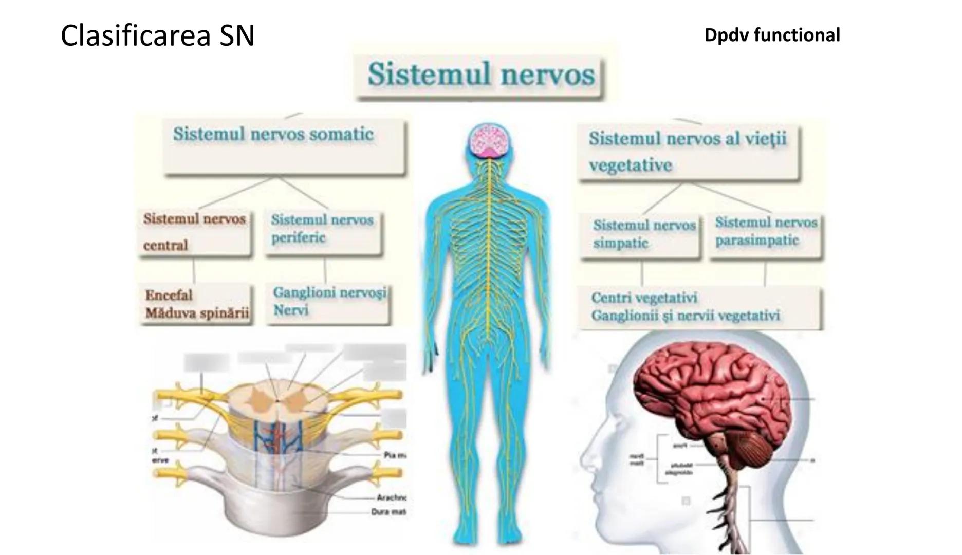 Atom
Tissue
Organelle
Cell
Macromolecule
Chromosome
Molecule
Nucleus
Cell
Nucleosome
DNA
Nucleotide
base pairs:
Guanine
Cytosine
Ad