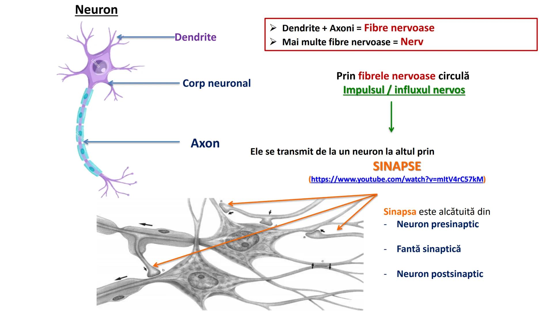 Atom
Tissue
Organelle
Cell
Macromolecule
Chromosome
Molecule
Nucleus
Cell
Nucleosome
DNA
Nucleotide
base pairs:
Guanine
Cytosine
Ad