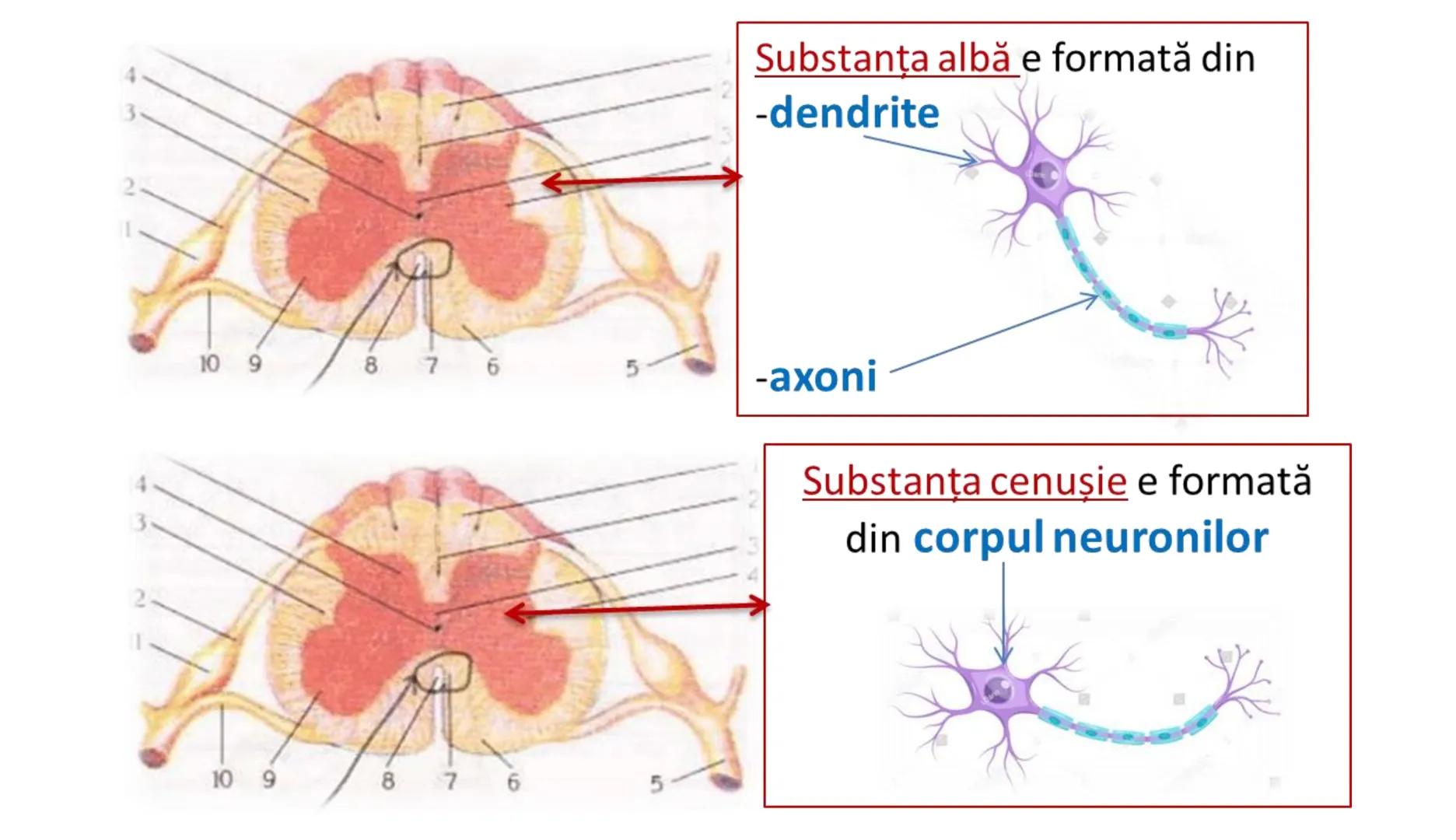 Atom
Tissue
Organelle
Cell
Macromolecule
Chromosome
Molecule
Nucleus
Cell
Nucleosome
DNA
Nucleotide
base pairs:
Guanine
Cytosine
Ad