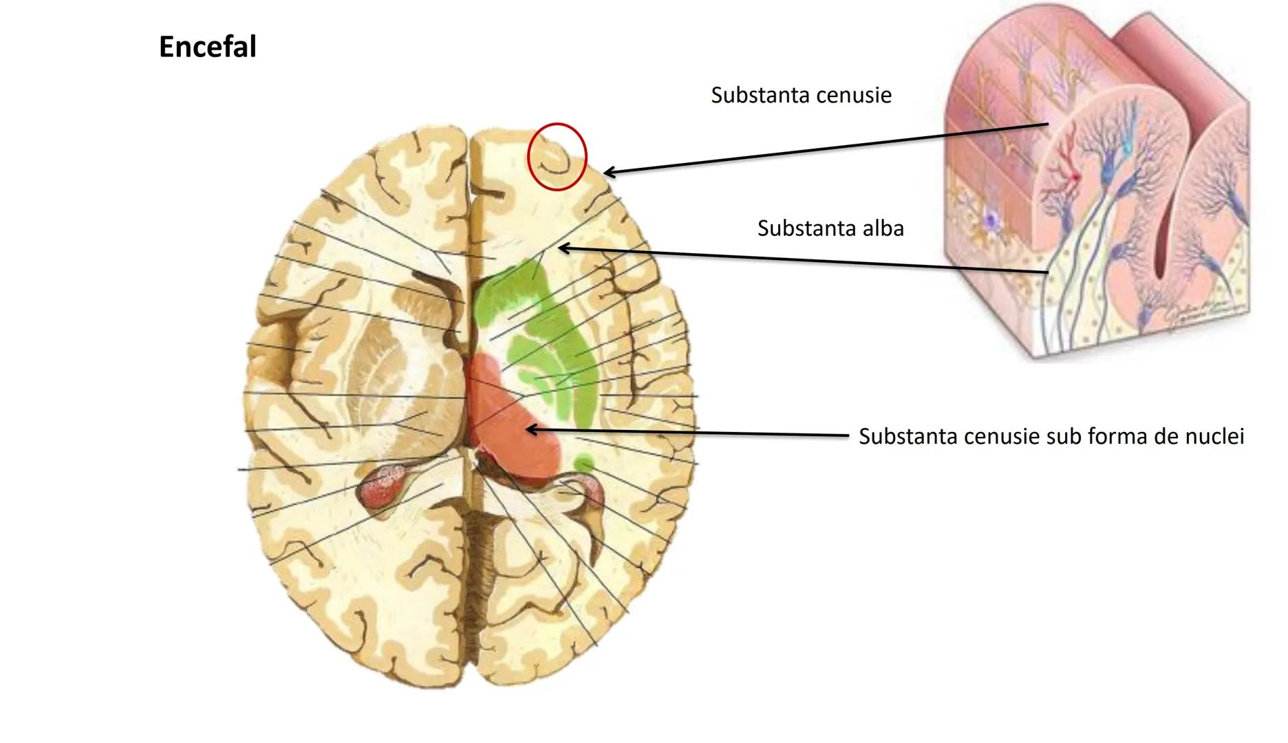 Atom
Tissue
Organelle
Cell
Macromolecule
Chromosome
Molecule
Nucleus
Cell
Nucleosome
DNA
Nucleotide
base pairs:
Guanine
Cytosine
Ad