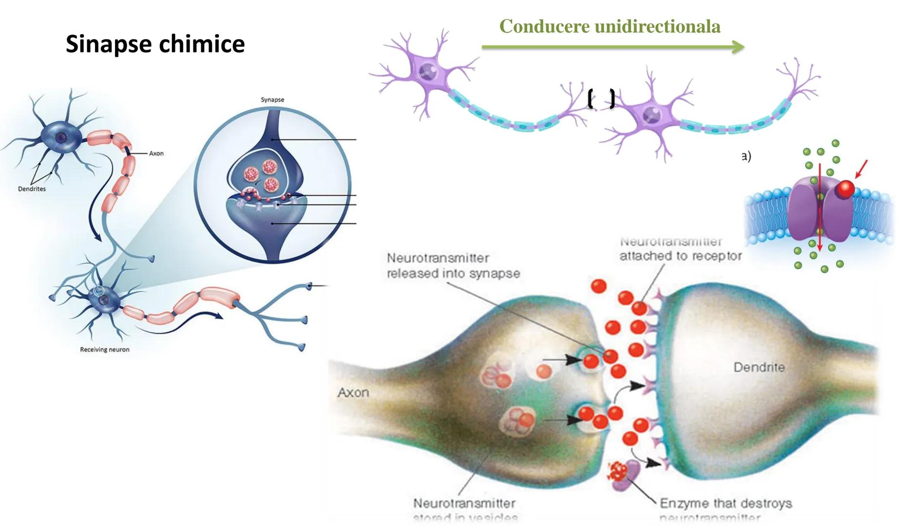 Atom
Tissue
Organelle
Cell
Macromolecule
Chromosome
Molecule
Nucleus
Cell
Nucleosome
DNA
Nucleotide
base pairs:
Guanine
Cytosine
Ad