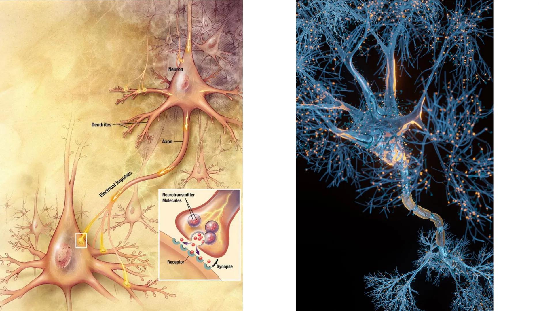 Atom
Tissue
Organelle
Cell
Macromolecule
Chromosome
Molecule
Nucleus
Cell
Nucleosome
DNA
Nucleotide
base pairs:
Guanine
Cytosine
Ad