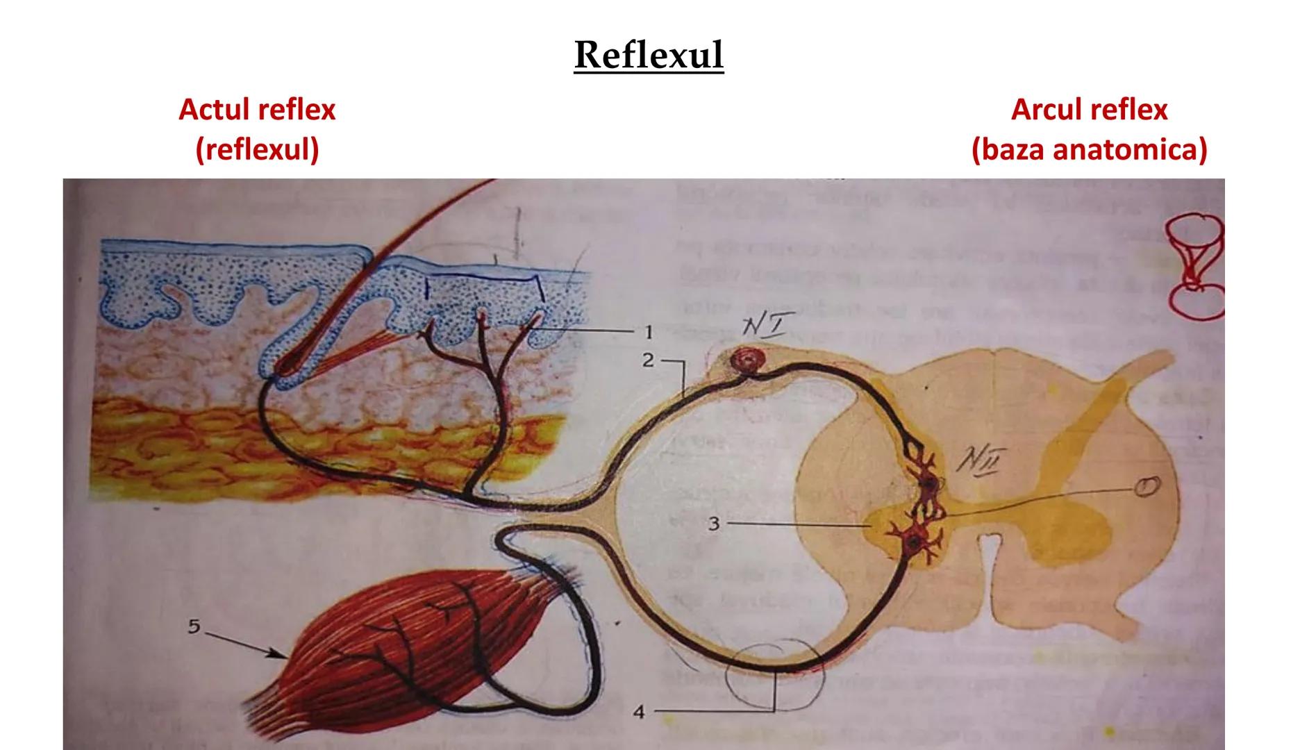 Atom
Tissue
Organelle
Cell
Macromolecule
Chromosome
Molecule
Nucleus
Cell
Nucleosome
DNA
Nucleotide
base pairs:
Guanine
Cytosine
Ad