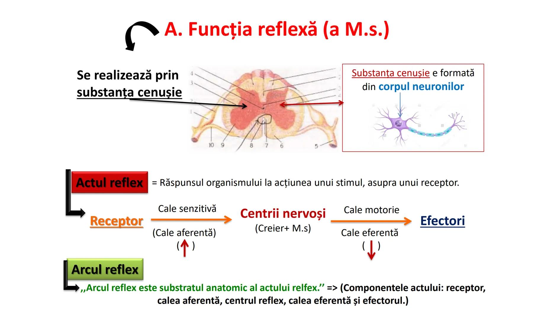 Atom
Tissue
Organelle
Cell
Macromolecule
Chromosome
Molecule
Nucleus
Cell
Nucleosome
DNA
Nucleotide
base pairs:
Guanine
Cytosine
Ad