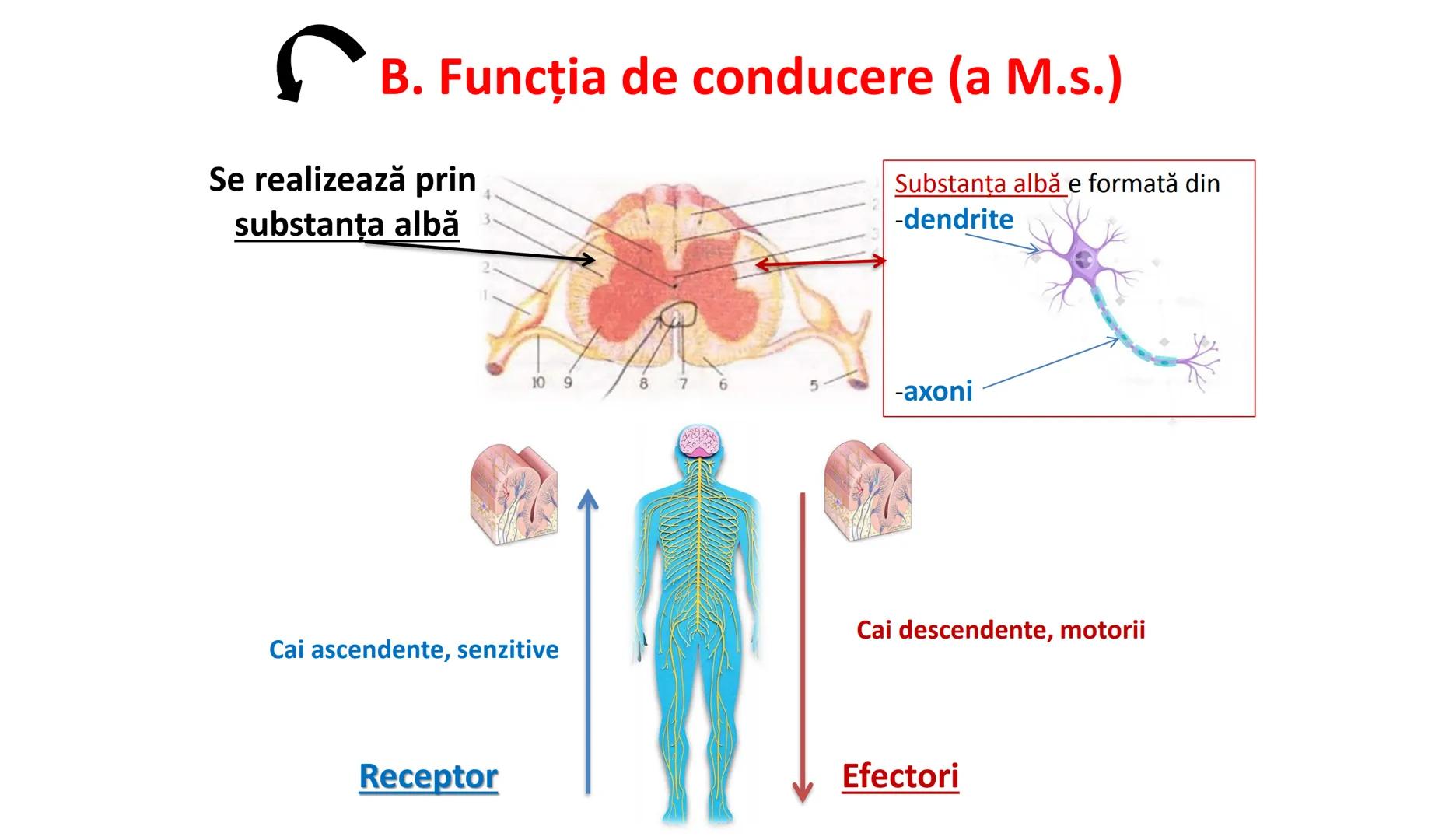 Atom
Tissue
Organelle
Cell
Macromolecule
Chromosome
Molecule
Nucleus
Cell
Nucleosome
DNA
Nucleotide
base pairs:
Guanine
Cytosine
Ad