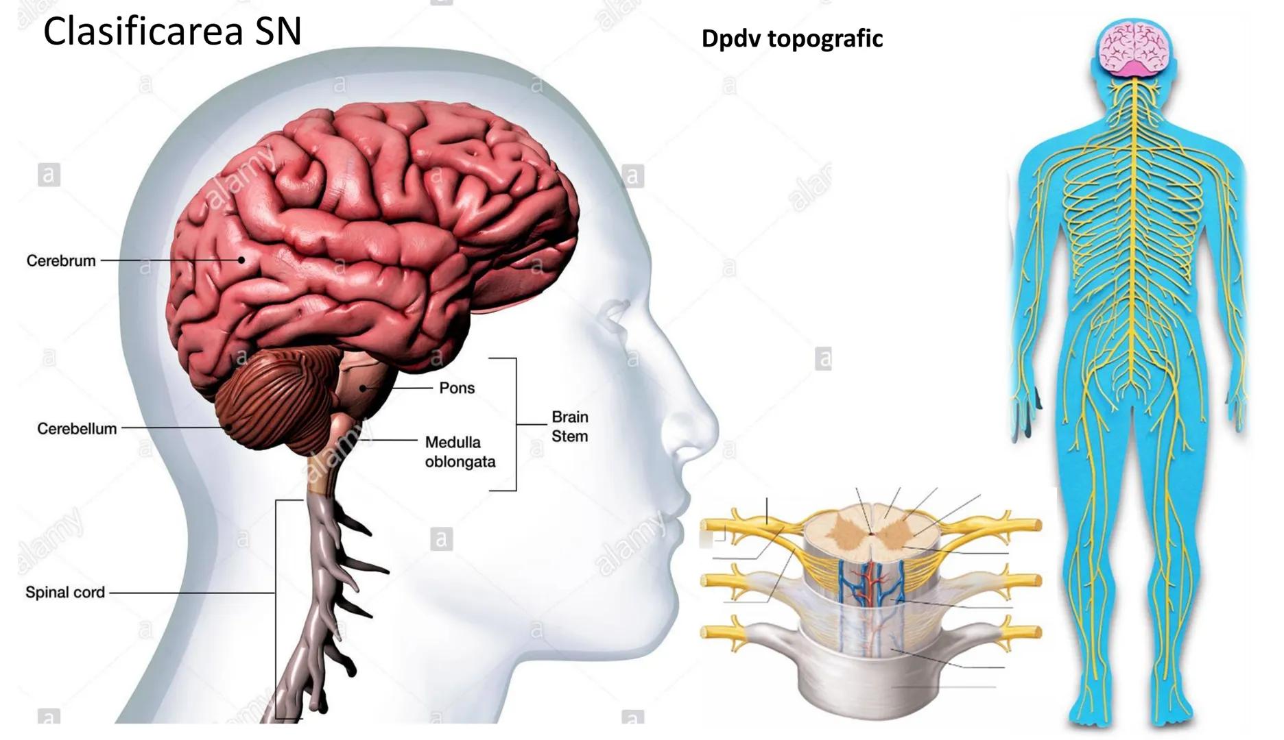 Atom
Tissue
Organelle
Cell
Macromolecule
Chromosome
Molecule
Nucleus
Cell
Nucleosome
DNA
Nucleotide
base pairs:
Guanine
Cytosine
Ad