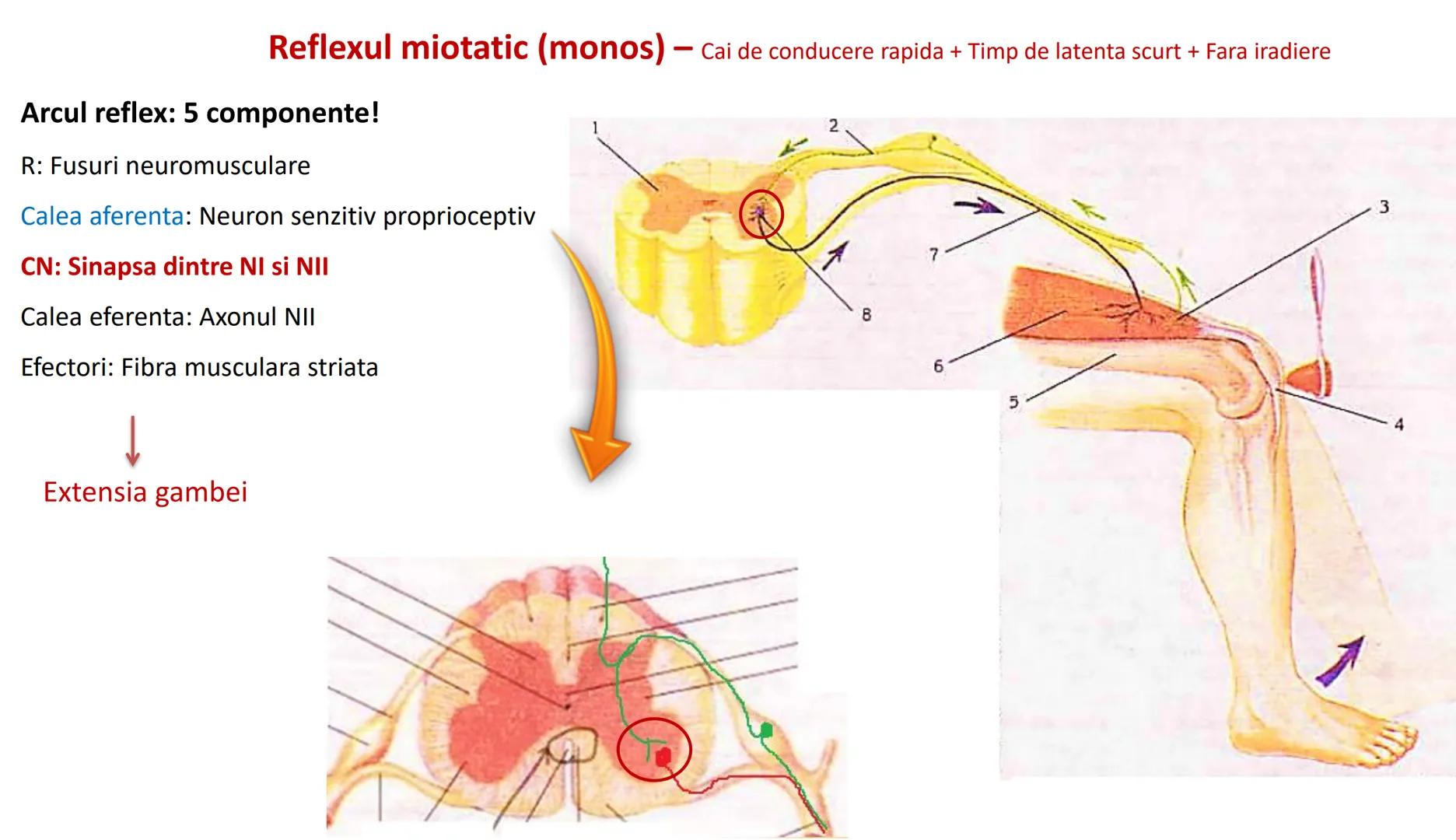 Atom
Tissue
Organelle
Cell
Macromolecule
Chromosome
Molecule
Nucleus
Cell
Nucleosome
DNA
Nucleotide
base pairs:
Guanine
Cytosine
Ad