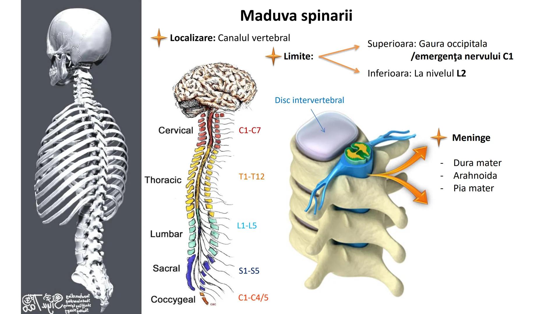 Atom
Tissue
Organelle
Cell
Macromolecule
Chromosome
Molecule
Nucleus
Cell
Nucleosome
DNA
Nucleotide
base pairs:
Guanine
Cytosine
Ad