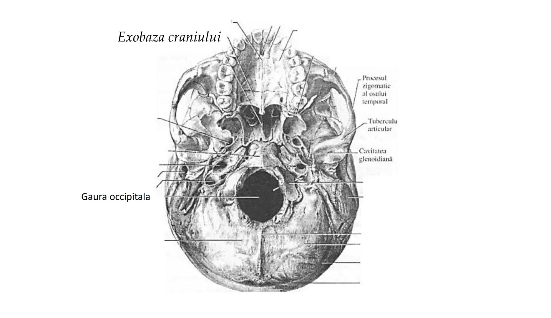 Atom
Tissue
Organelle
Cell
Macromolecule
Chromosome
Molecule
Nucleus
Cell
Nucleosome
DNA
Nucleotide
base pairs:
Guanine
Cytosine
Ad