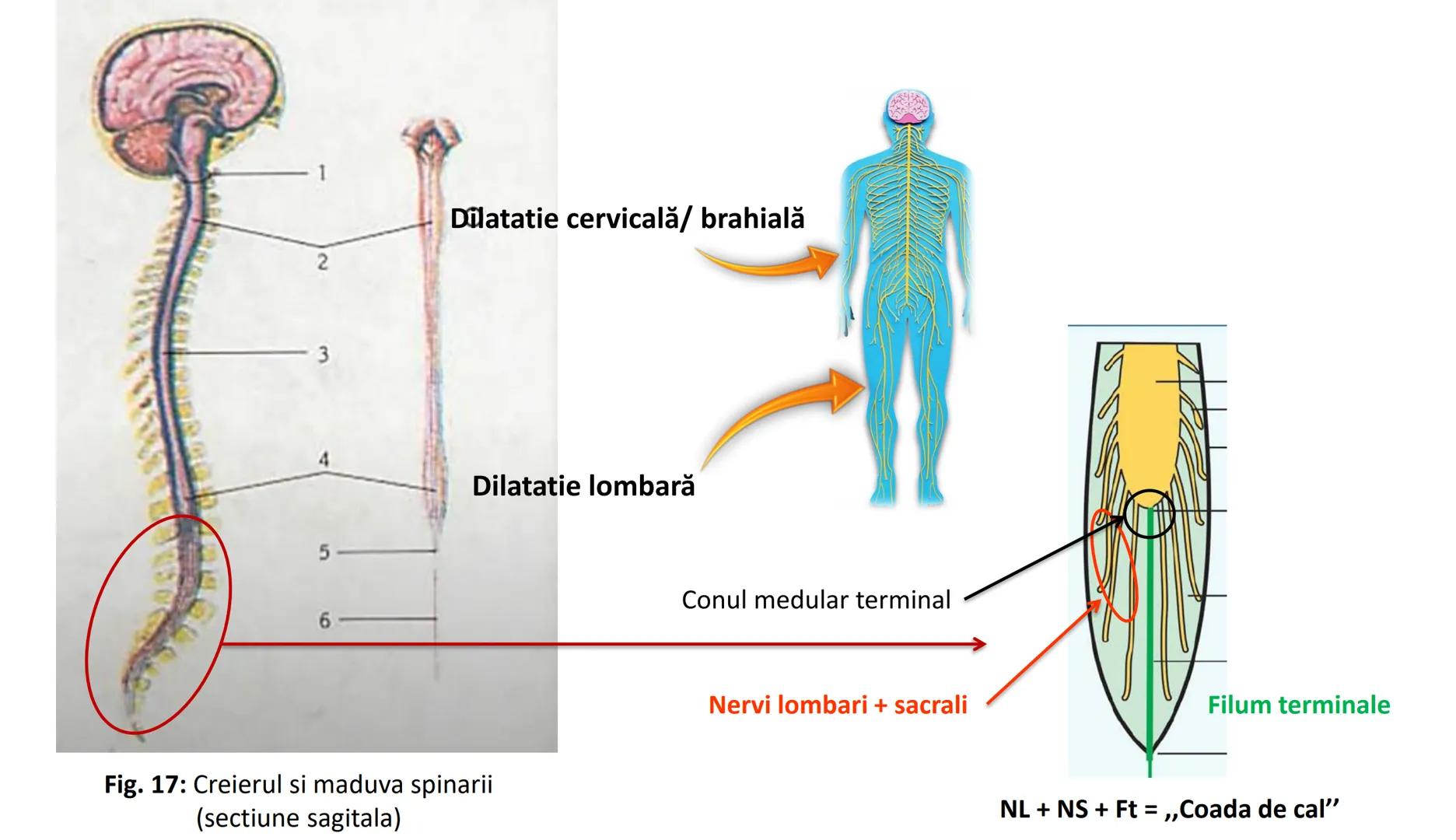 Atom
Tissue
Organelle
Cell
Macromolecule
Chromosome
Molecule
Nucleus
Cell
Nucleosome
DNA
Nucleotide
base pairs:
Guanine
Cytosine
Ad