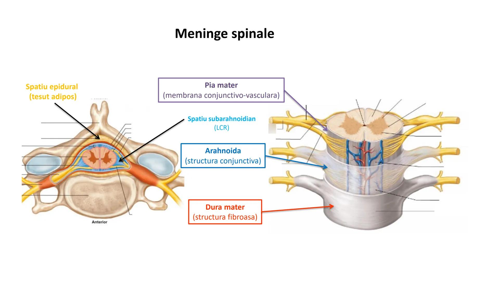Atom
Tissue
Organelle
Cell
Macromolecule
Chromosome
Molecule
Nucleus
Cell
Nucleosome
DNA
Nucleotide
base pairs:
Guanine
Cytosine
Ad