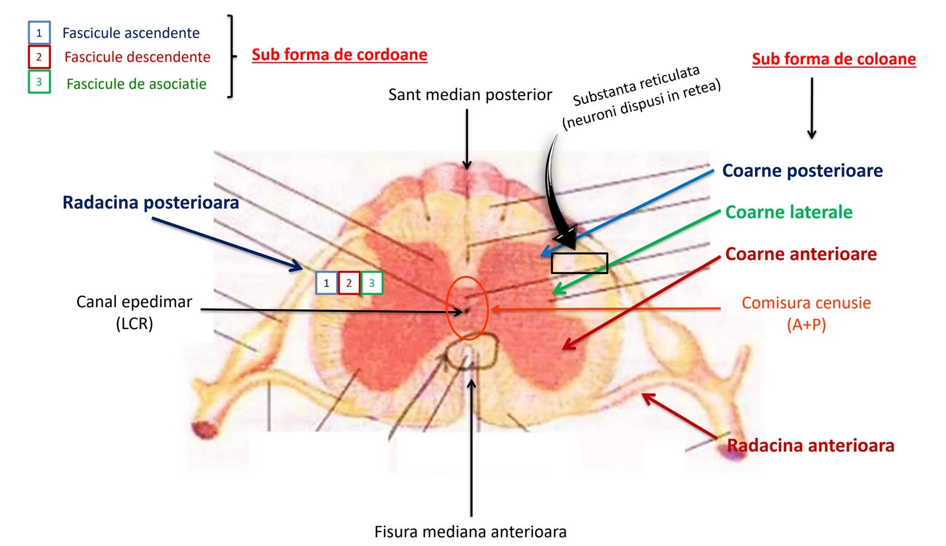 Atom
Tissue
Organelle
Cell
Macromolecule
Chromosome
Molecule
Nucleus
Cell
Nucleosome
DNA
Nucleotide
base pairs:
Guanine
Cytosine
Ad