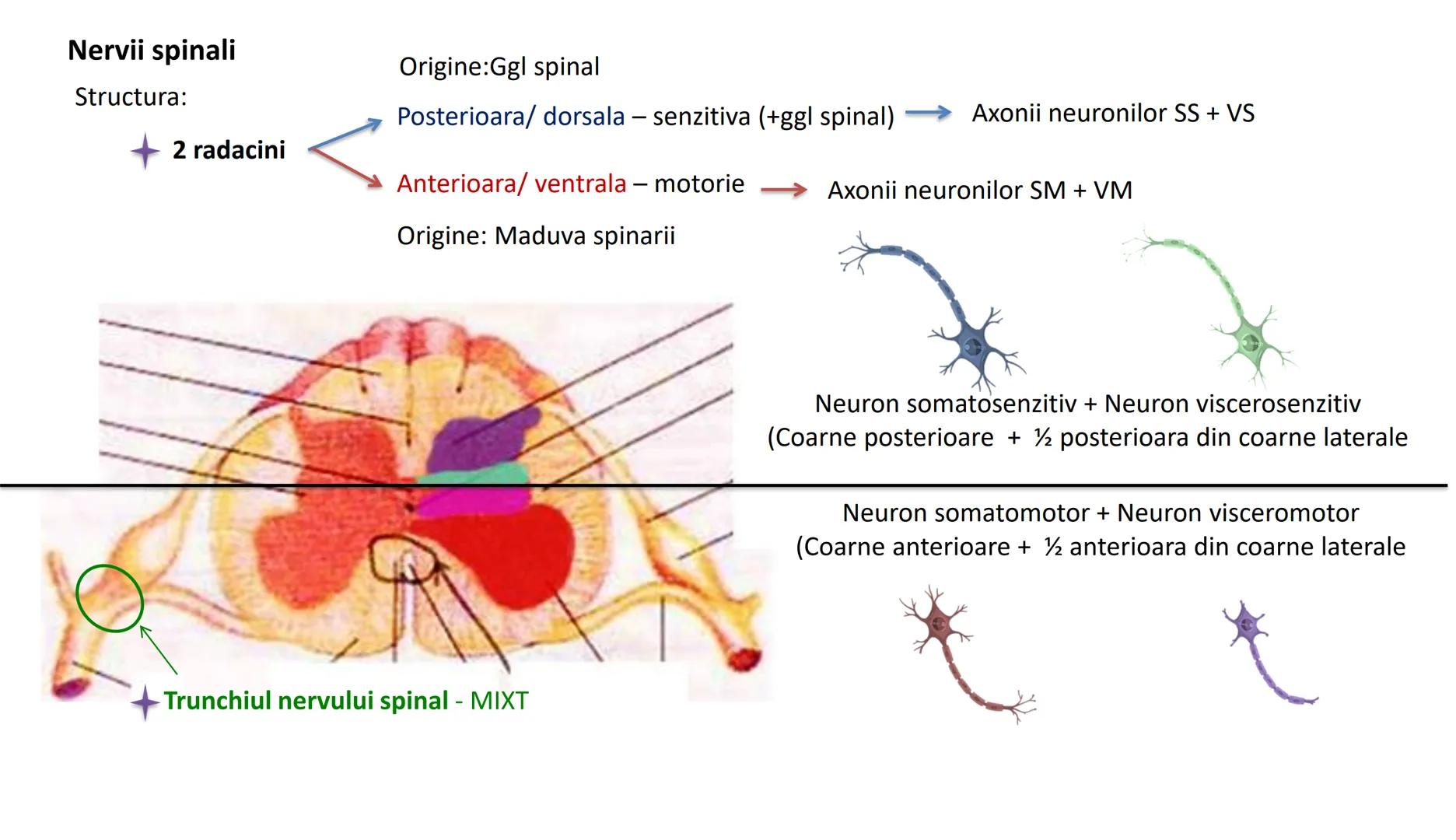 Atom
Tissue
Organelle
Cell
Macromolecule
Chromosome
Molecule
Nucleus
Cell
Nucleosome
DNA
Nucleotide
base pairs:
Guanine
Cytosine
Ad