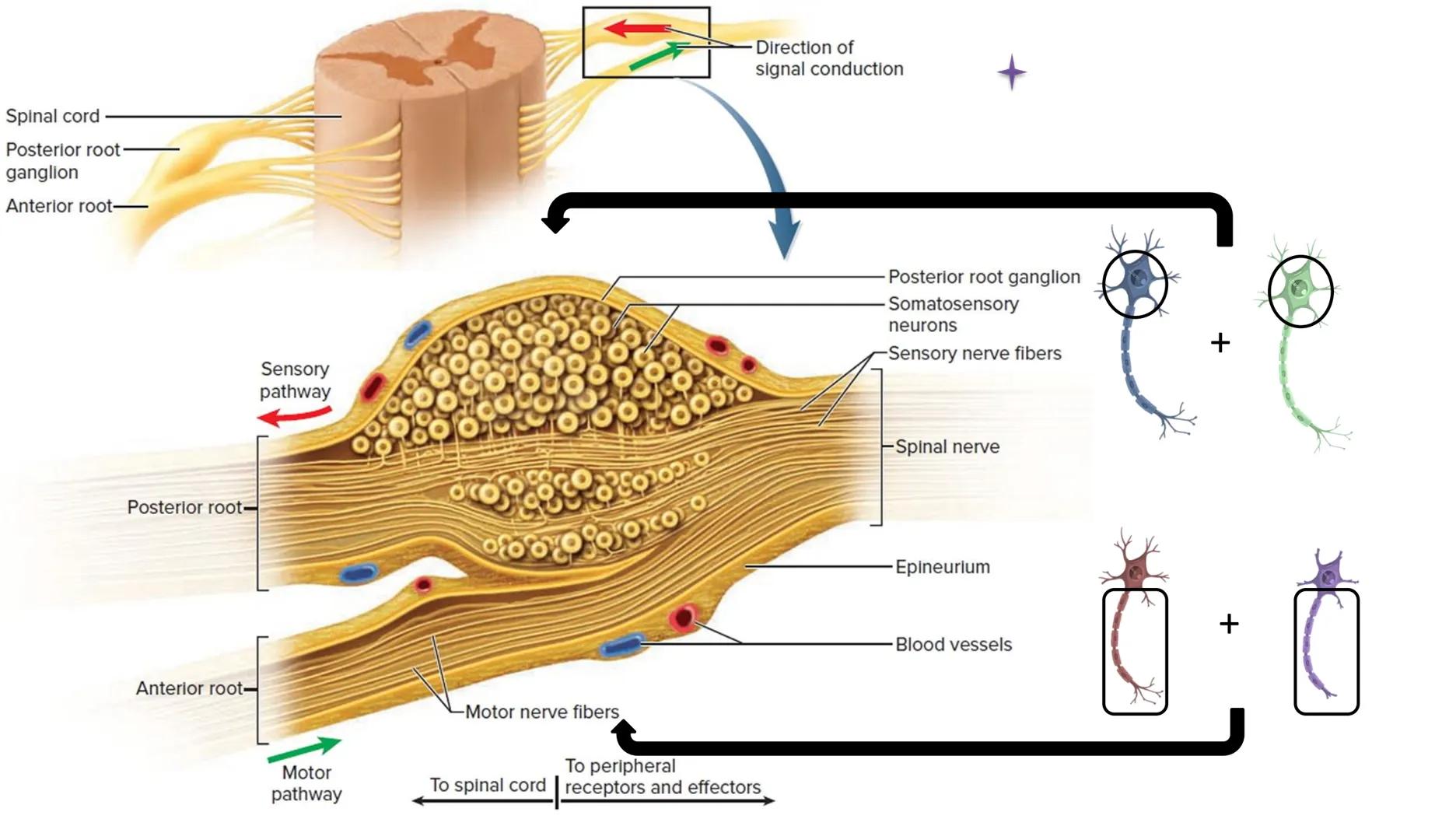 Atom
Tissue
Organelle
Cell
Macromolecule
Chromosome
Molecule
Nucleus
Cell
Nucleosome
DNA
Nucleotide
base pairs:
Guanine
Cytosine
Ad