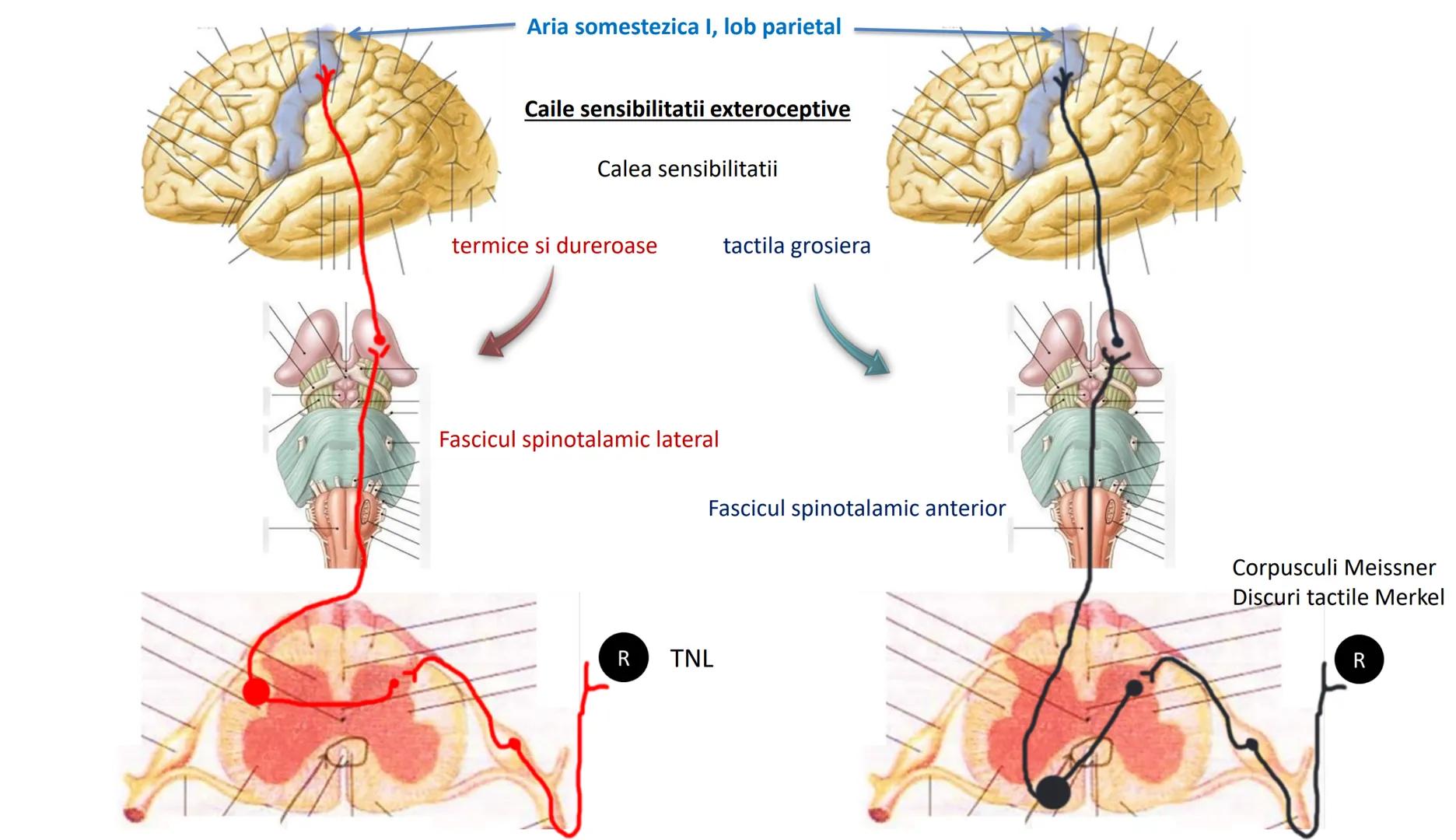 Atom
Tissue
Organelle
Cell
Macromolecule
Chromosome
Molecule
Nucleus
Cell
Nucleosome
DNA
Nucleotide
base pairs:
Guanine
Cytosine
Ad