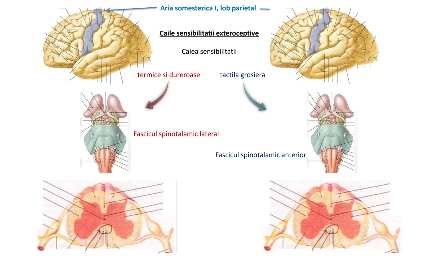 Atom
Tissue
Organelle
Cell
Macromolecule
Chromosome
Molecule
Nucleus
Cell
Nucleosome
DNA
Nucleotide
base pairs:
Guanine
Cytosine
Ad