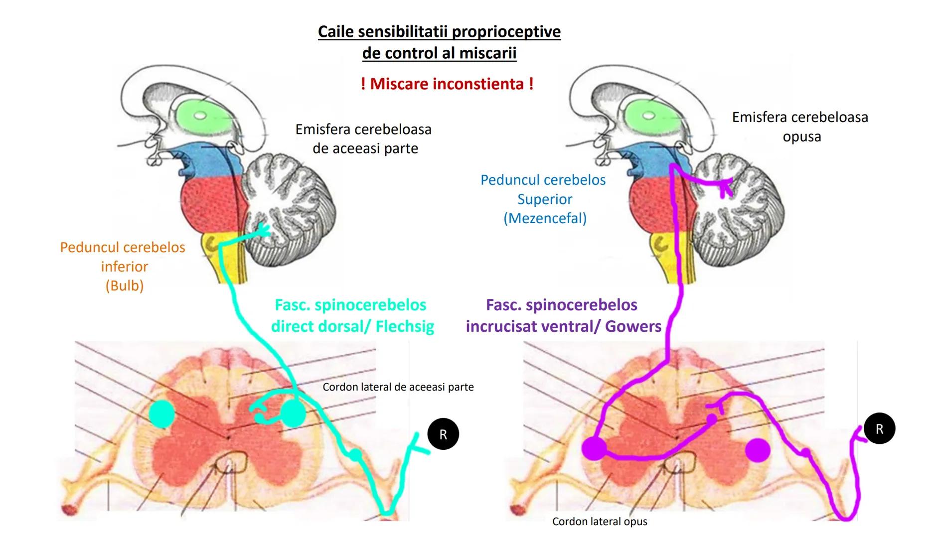 Atom
Tissue
Organelle
Cell
Macromolecule
Chromosome
Molecule
Nucleus
Cell
Nucleosome
DNA
Nucleotide
base pairs:
Guanine
Cytosine
Ad