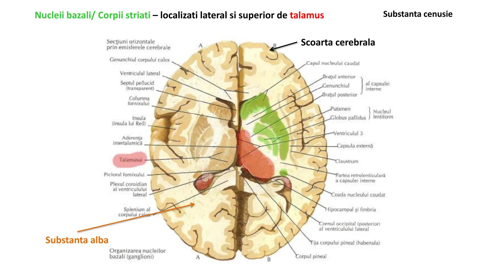 Atom
Tissue
Organelle
Cell
Macromolecule
Chromosome
Molecule
Nucleus
Cell
Nucleosome
DNA
Nucleotide
base pairs:
Guanine
Cytosine
Ad